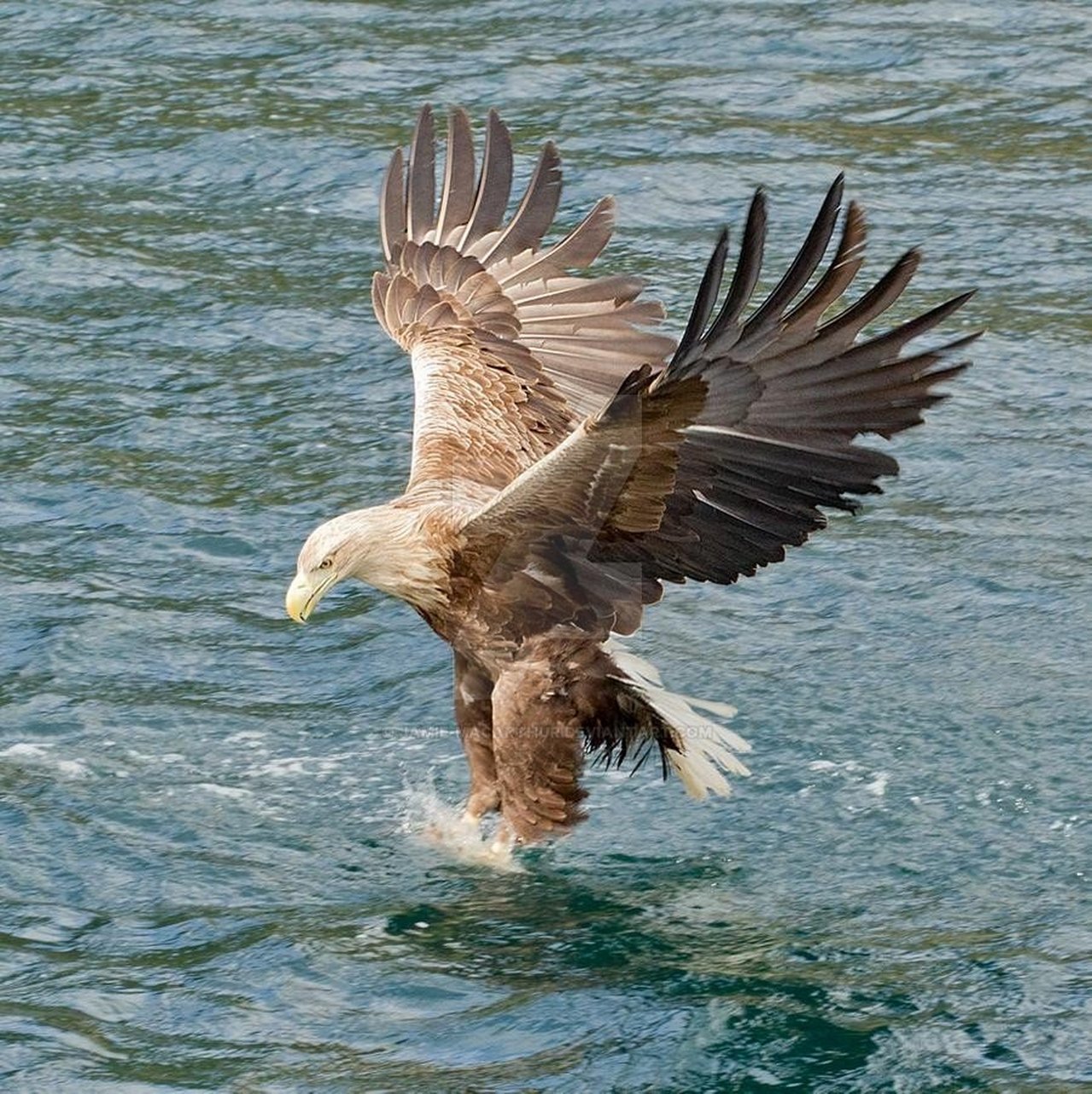 看我大鹏展翅,翅膀及羽毛参考#遇见艺术# #绘画参考