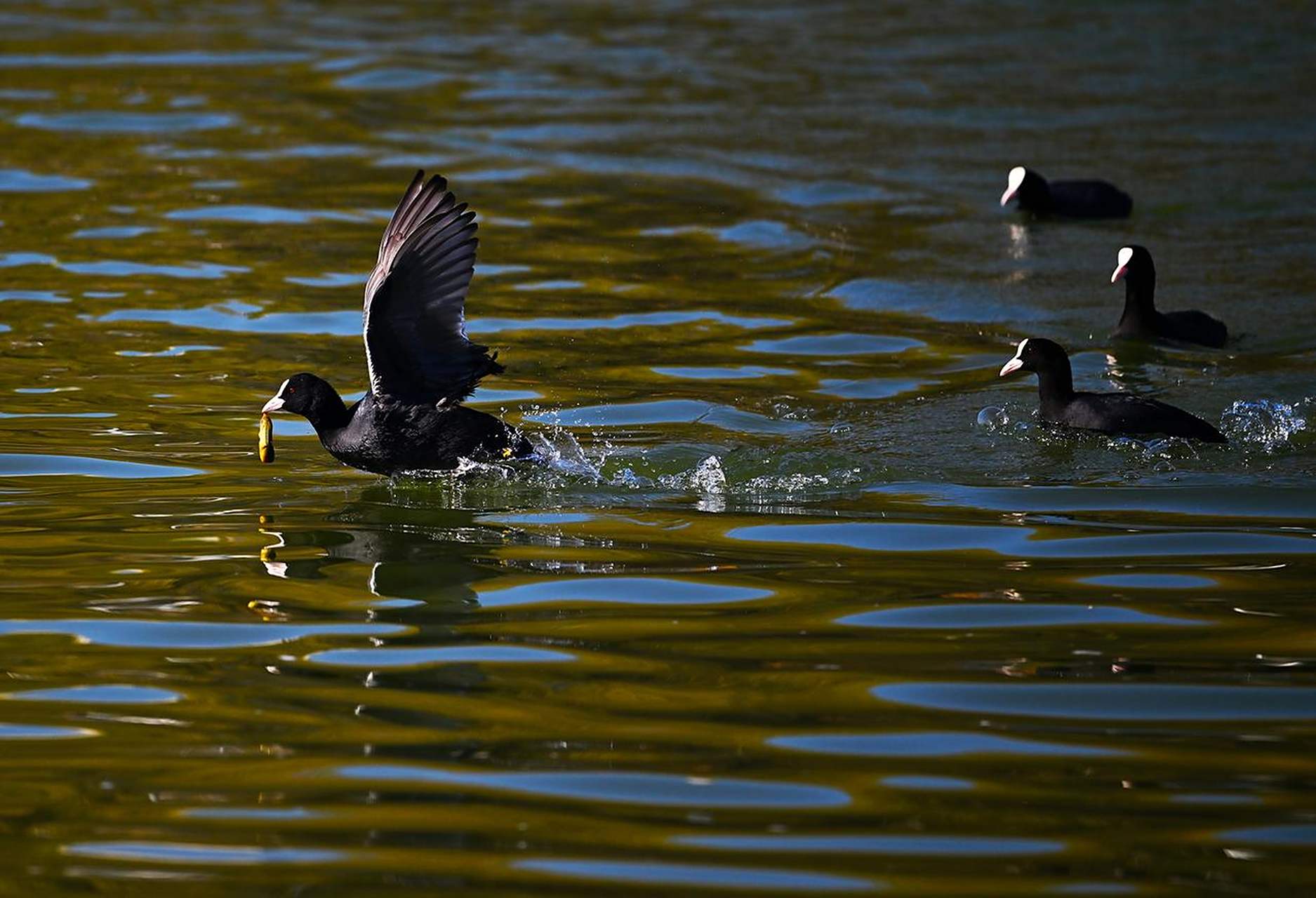 太原头条太原【汾河"小精灵"】   11月24日,太原汾河景区湿地公园