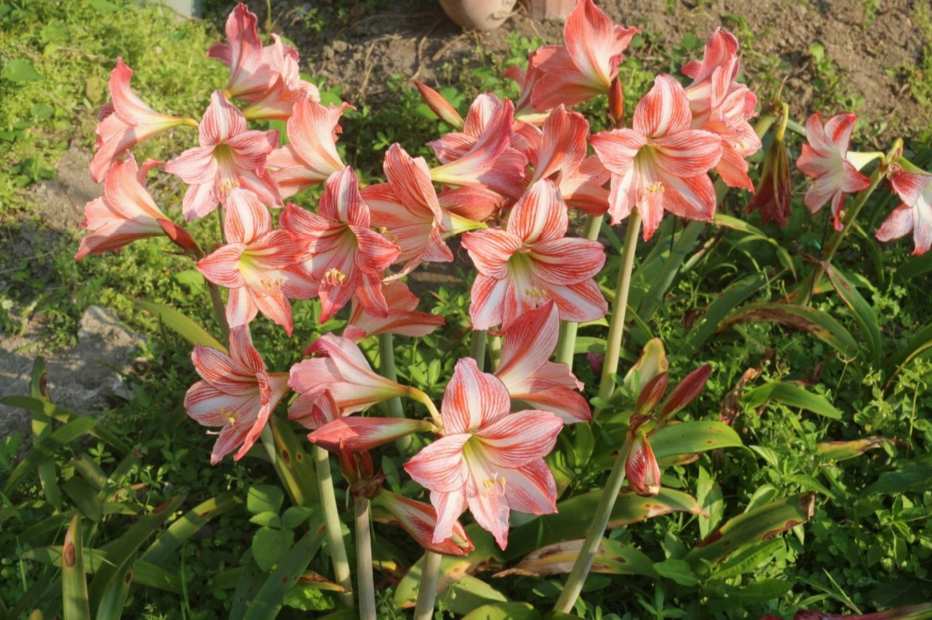 朱顶红——童话 非常值得推荐,#两年前种下图一开花球 两年后拥有一小