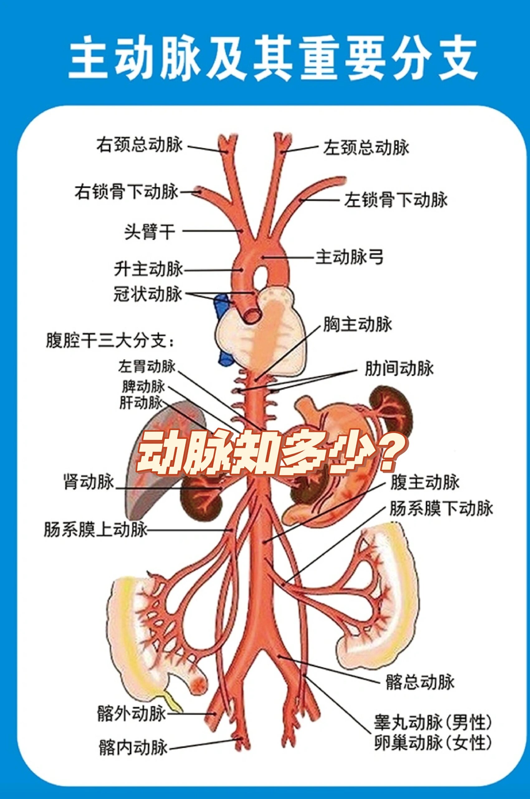 人身图解心肝肺的位置图片