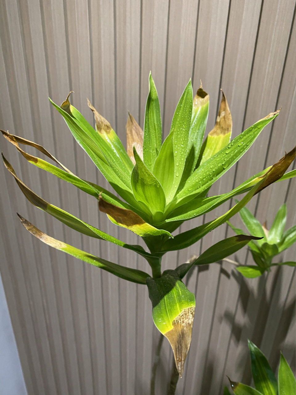 难得找到一棵有眼缘的百合竹,可两个月来一直逐渐黄叶,掉叶,好像快保