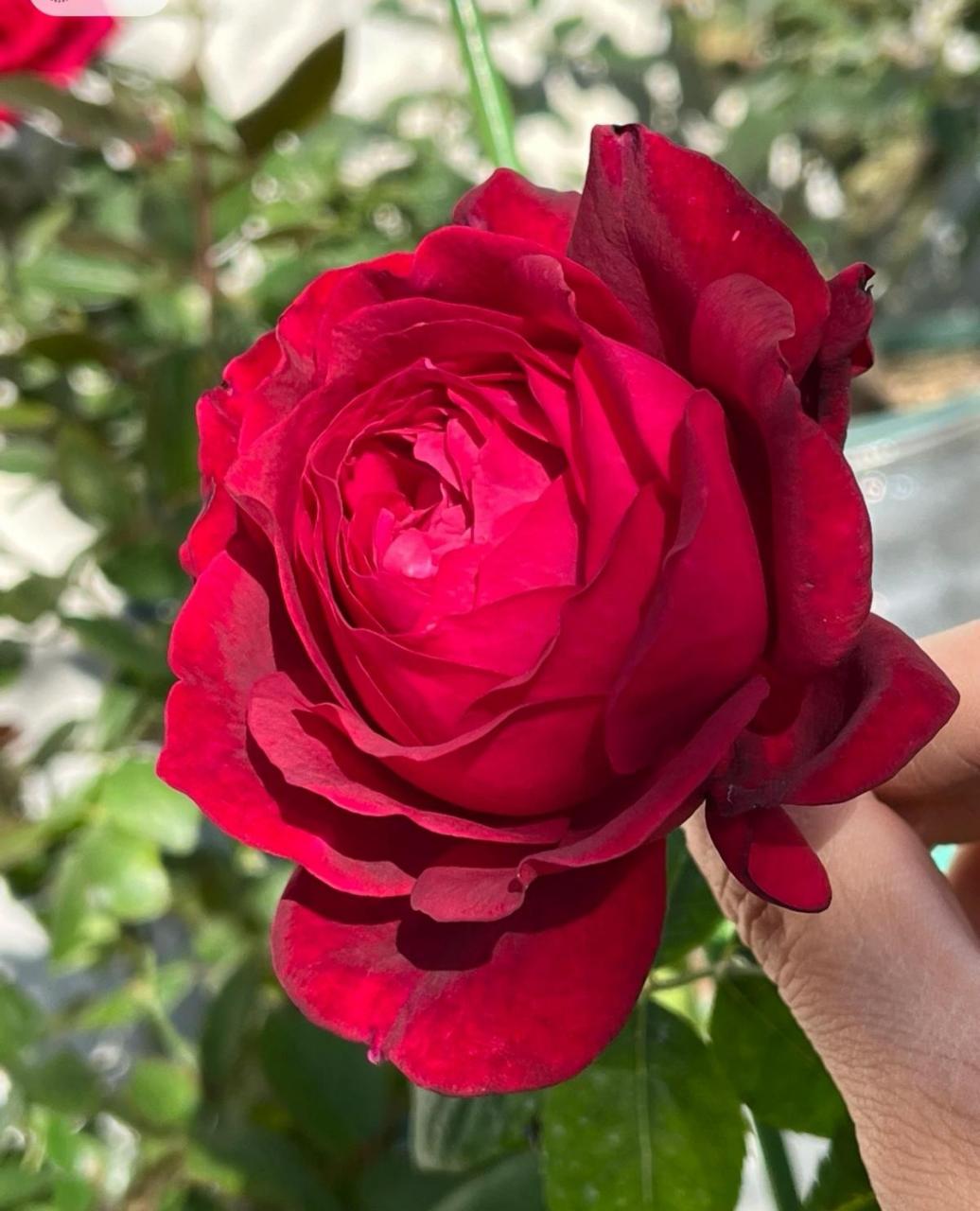 詹尼斯月季 红色大花 花径11-14厘米 淡香味 多季重复开花 抗病性强