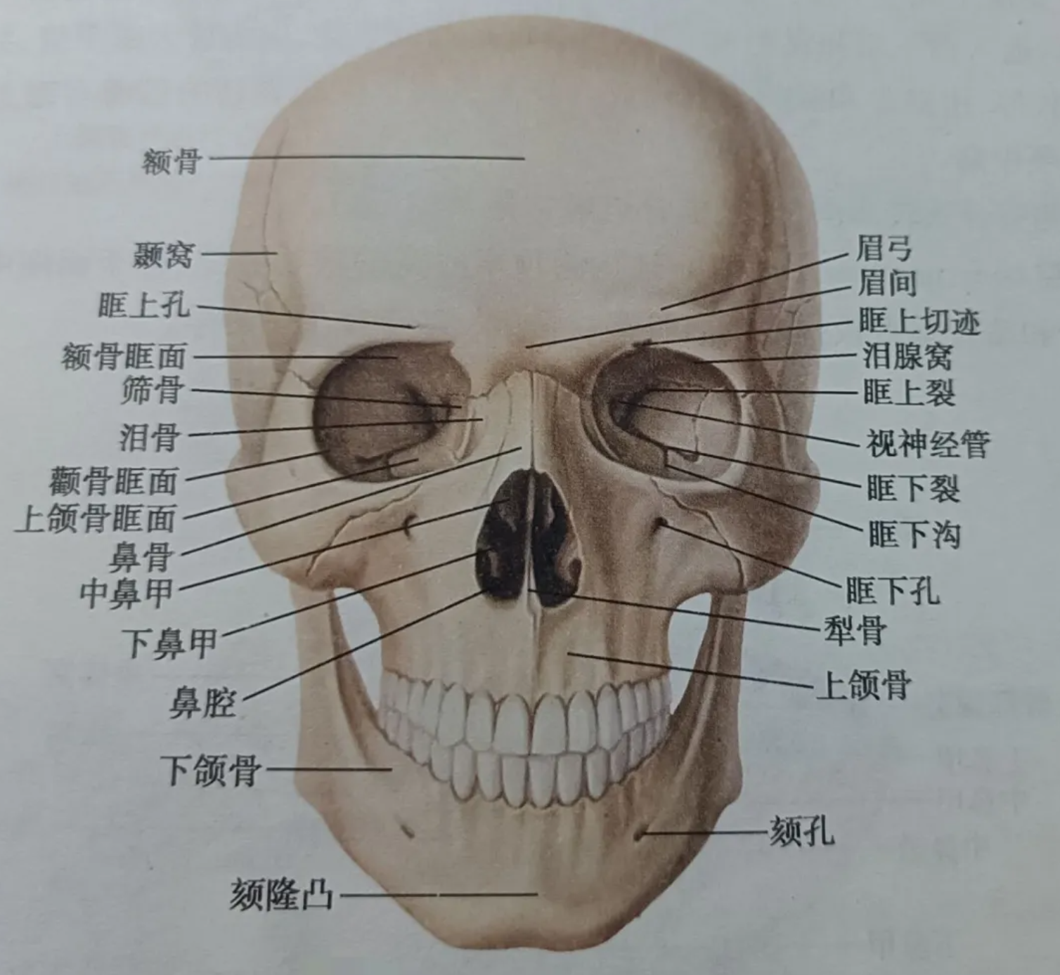 脸颌骨位于颧弓下方,在面部中下区域