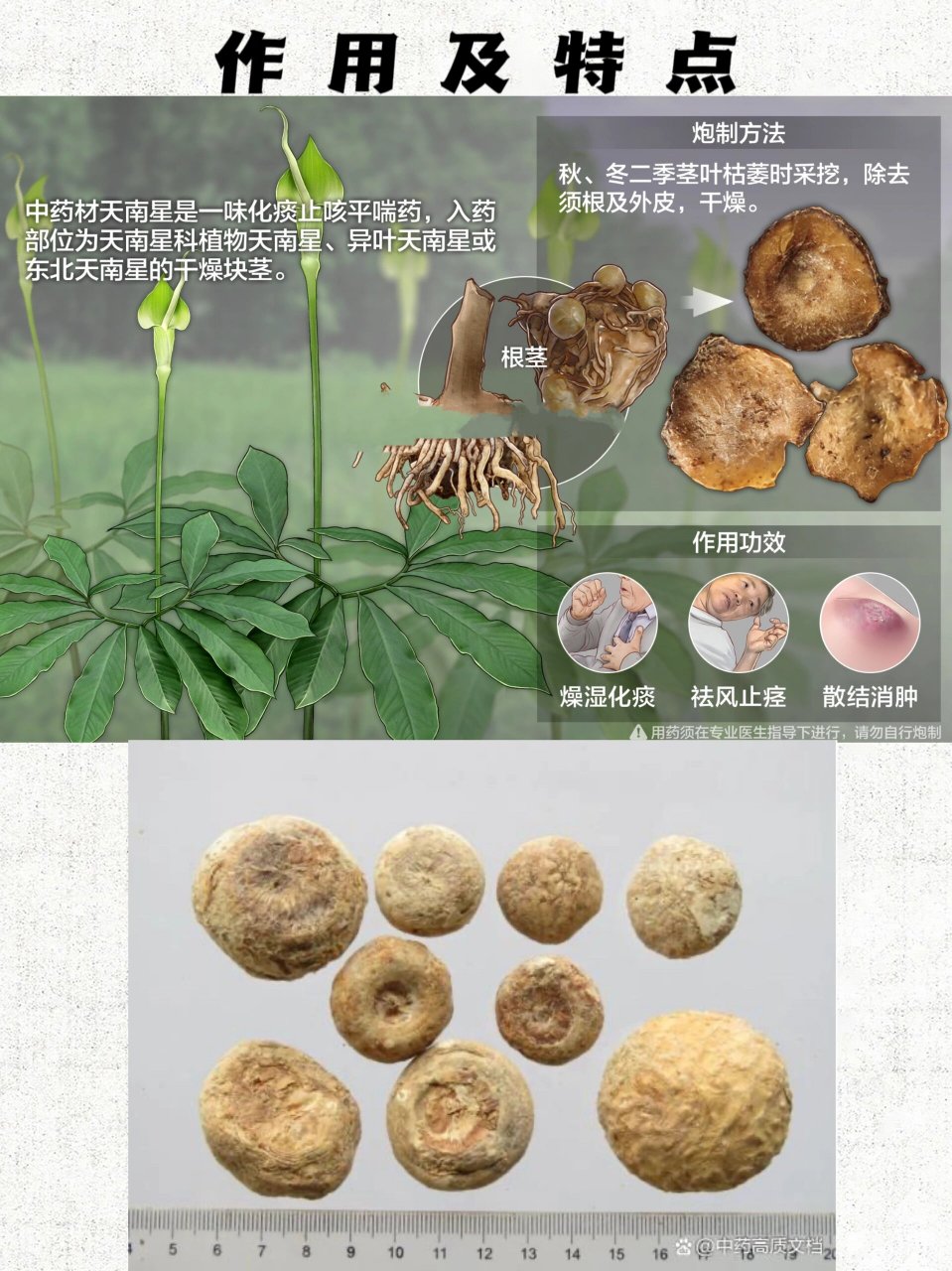 天南星切片图片图片