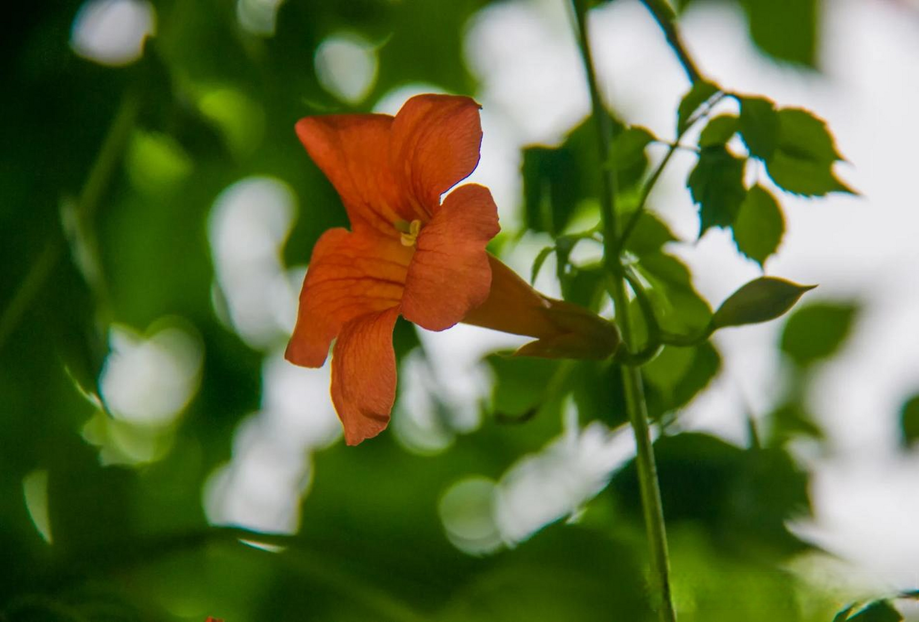 大自然花草风景  那天在与南宋德寿宫一墙之隔方志馆的楼上,看到凌霄
