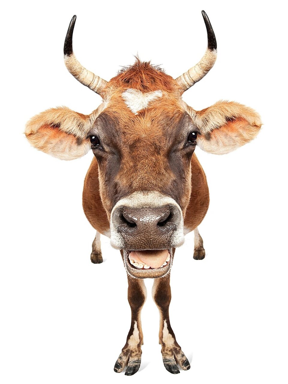 动物系列写生素材 | 超实用十二生肖动物