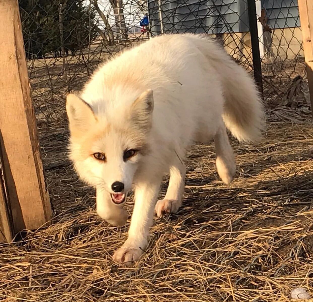 熊猫狐,又叫红大理石狐 red marble fox/红花熊猫狐/金大理石狐gold
