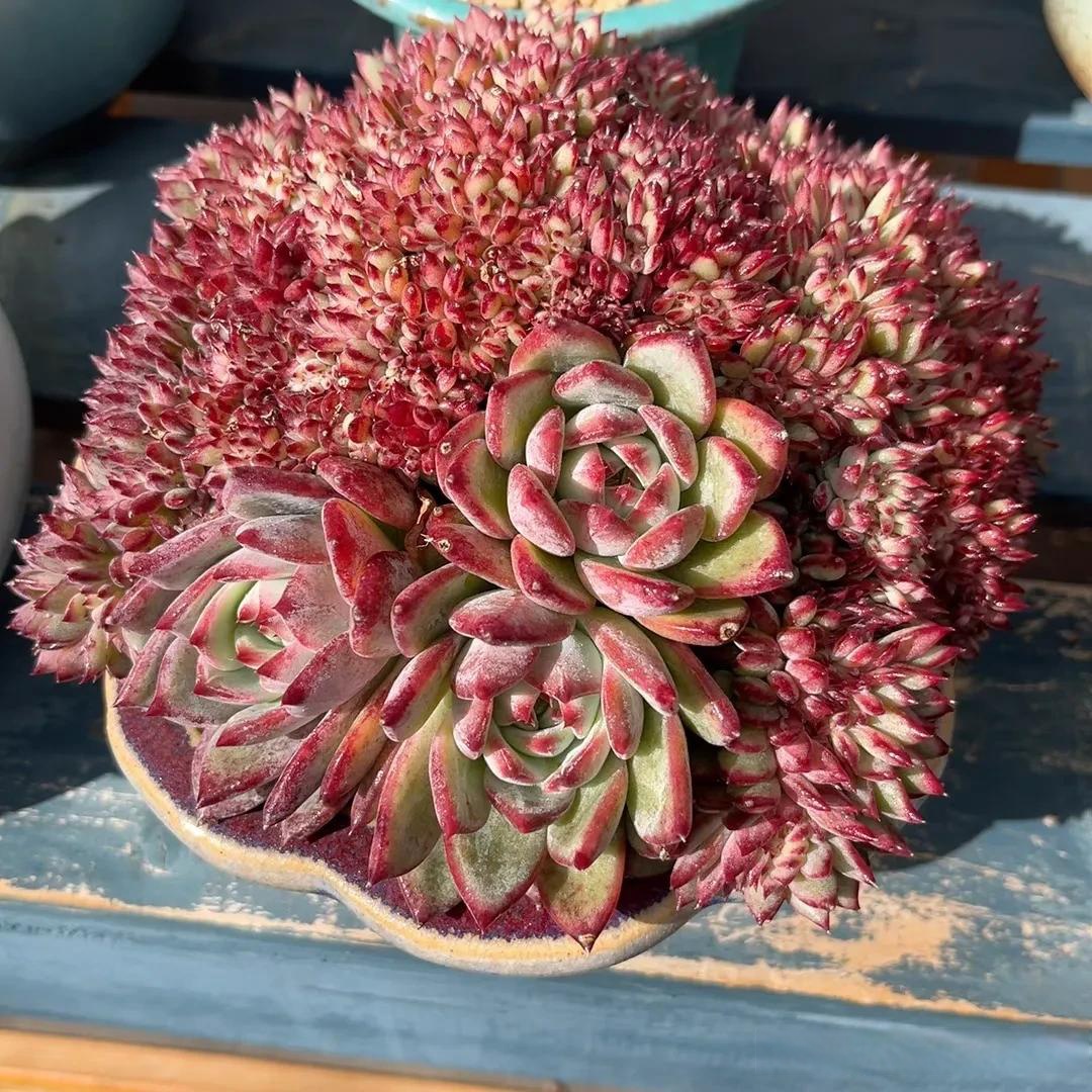 再分享一组缀化美肉肉 1.拉糖缀 2.荷花  3