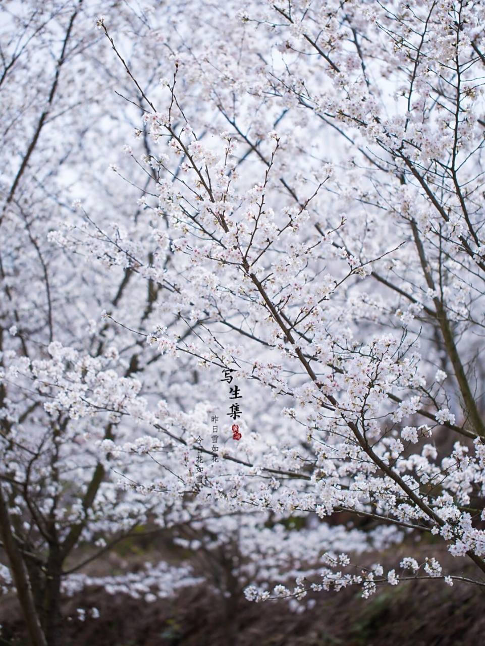 江户彼岸樱(学名:cerasus spachiana f.