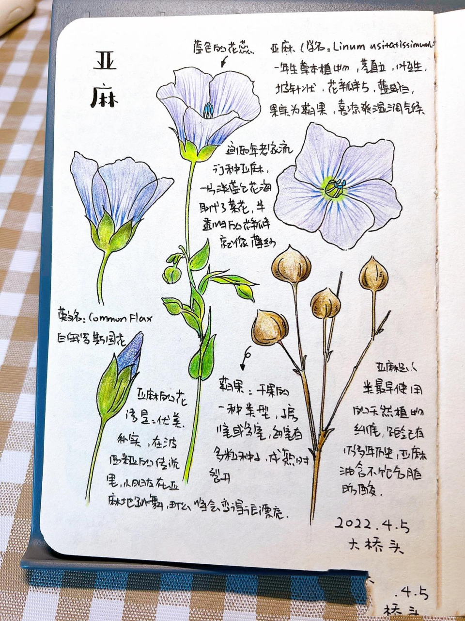 自然笔记·亚麻|彩铅手绘植物|附线稿 在波西米亚的传说里,小孩子在