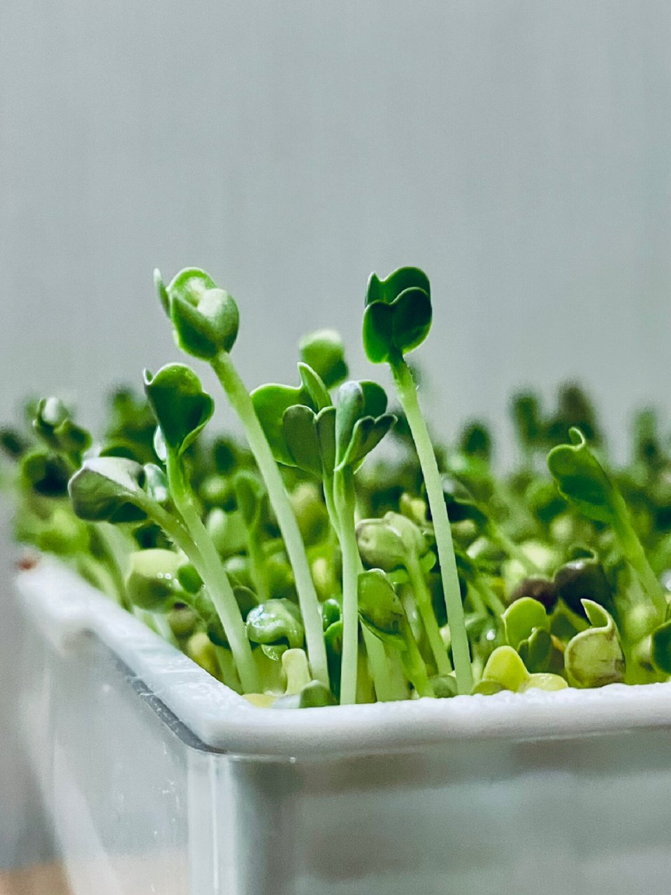 生长记 水培白萝卜苗 👀从种子到展开子叶的全过程