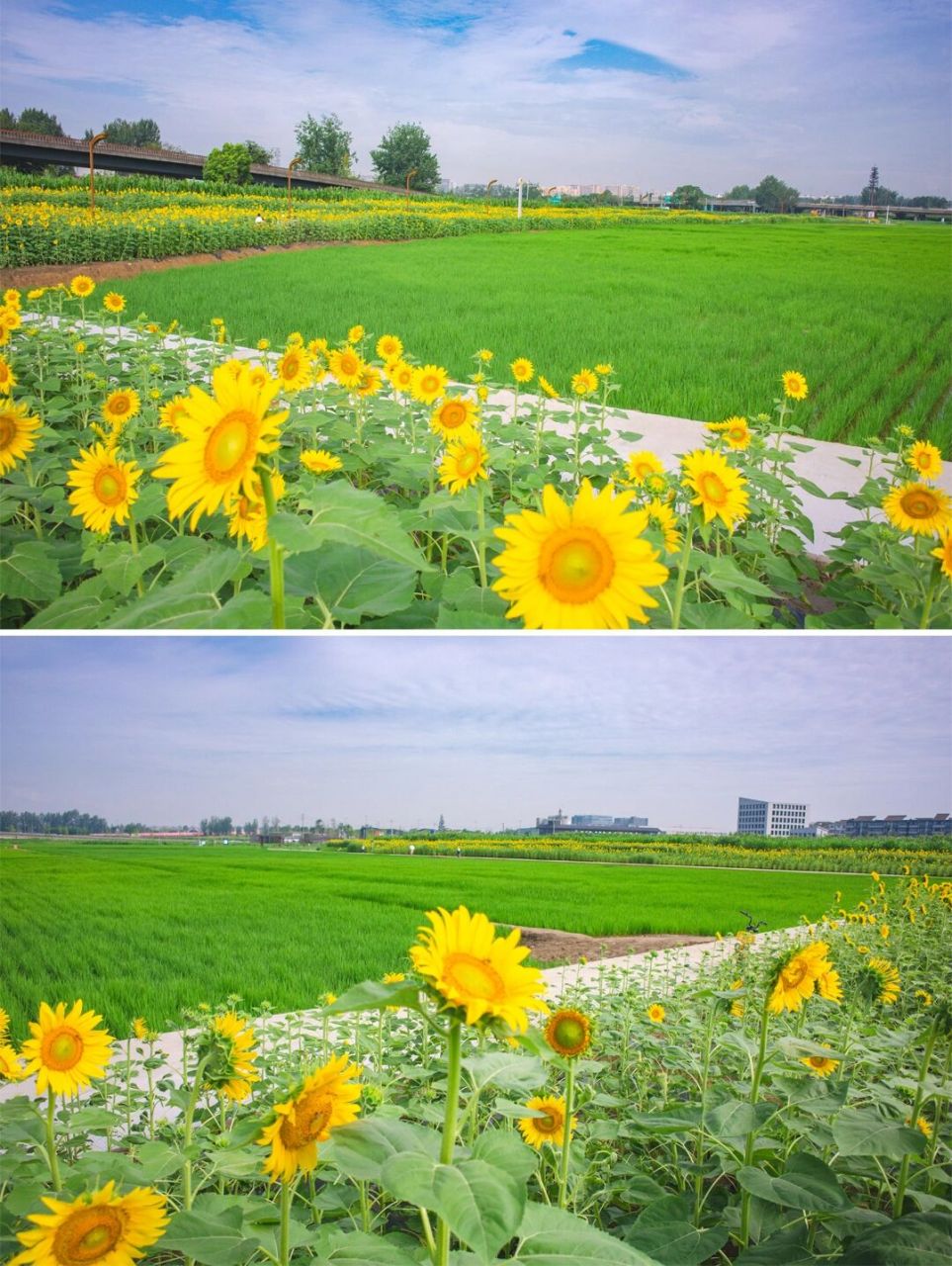 三元地铁站,绕城绿道的向日葵稻田网红地! 拍于2023.7.15周六.