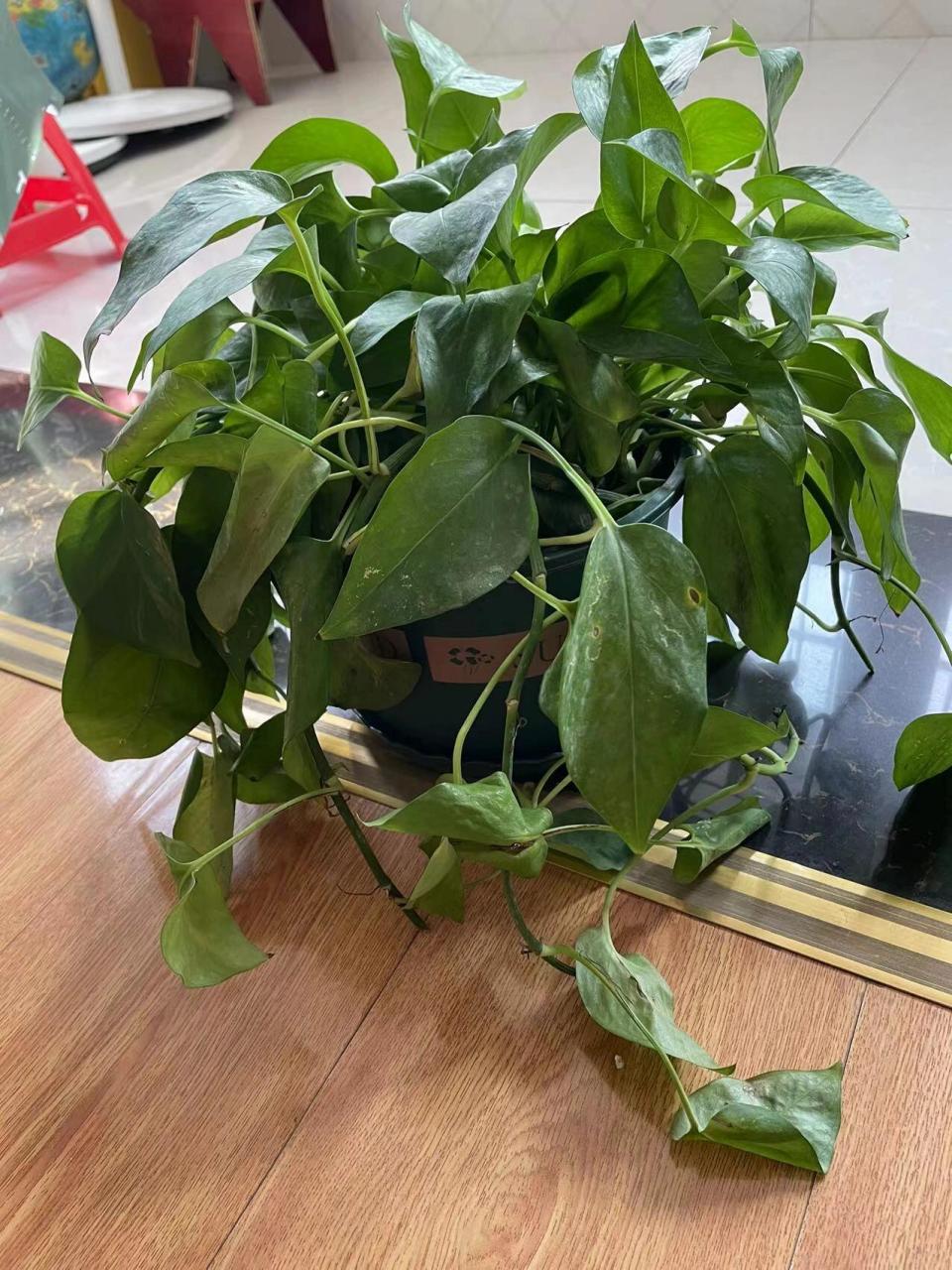 烂根黄叶,蔫掉快死的绿萝,现在回春了!