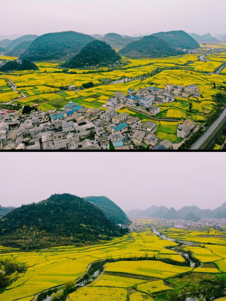 安顺油菜花景点在哪里图片