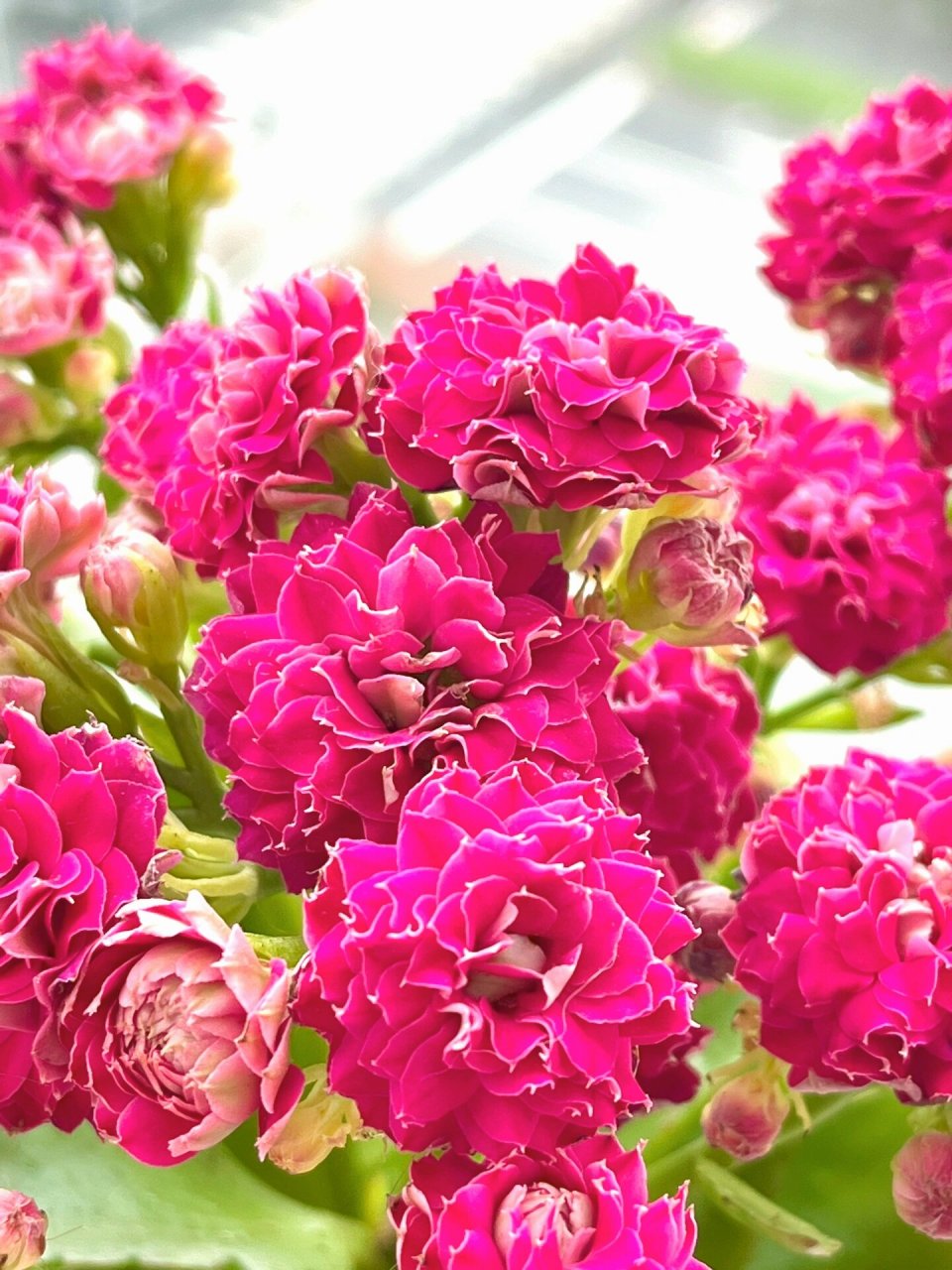 长寿花(55)吉祥如意～梅纱 超大花品种,深紫色超美