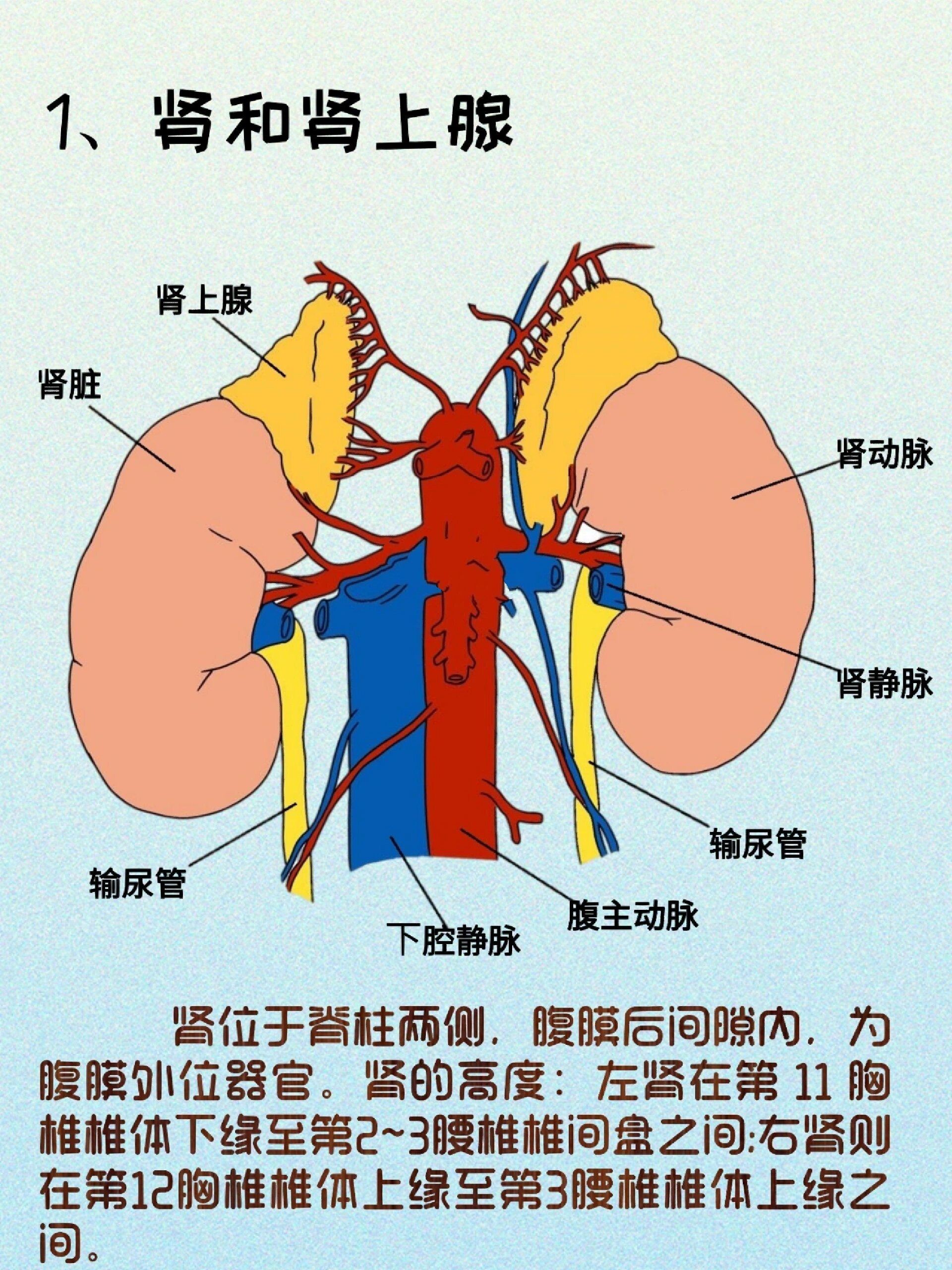 肾长约 10cm