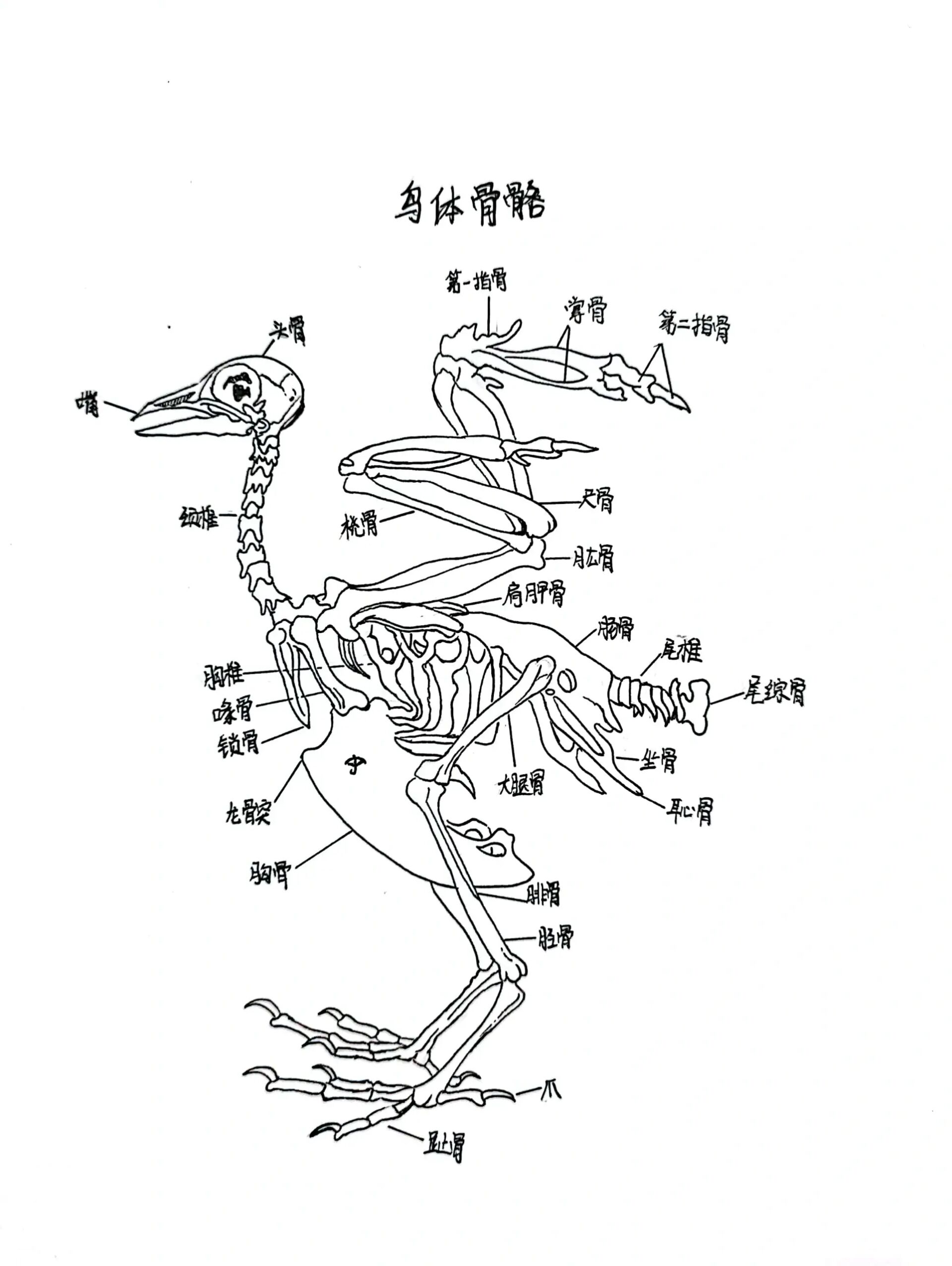 鸟的骨骼结构图高清图片