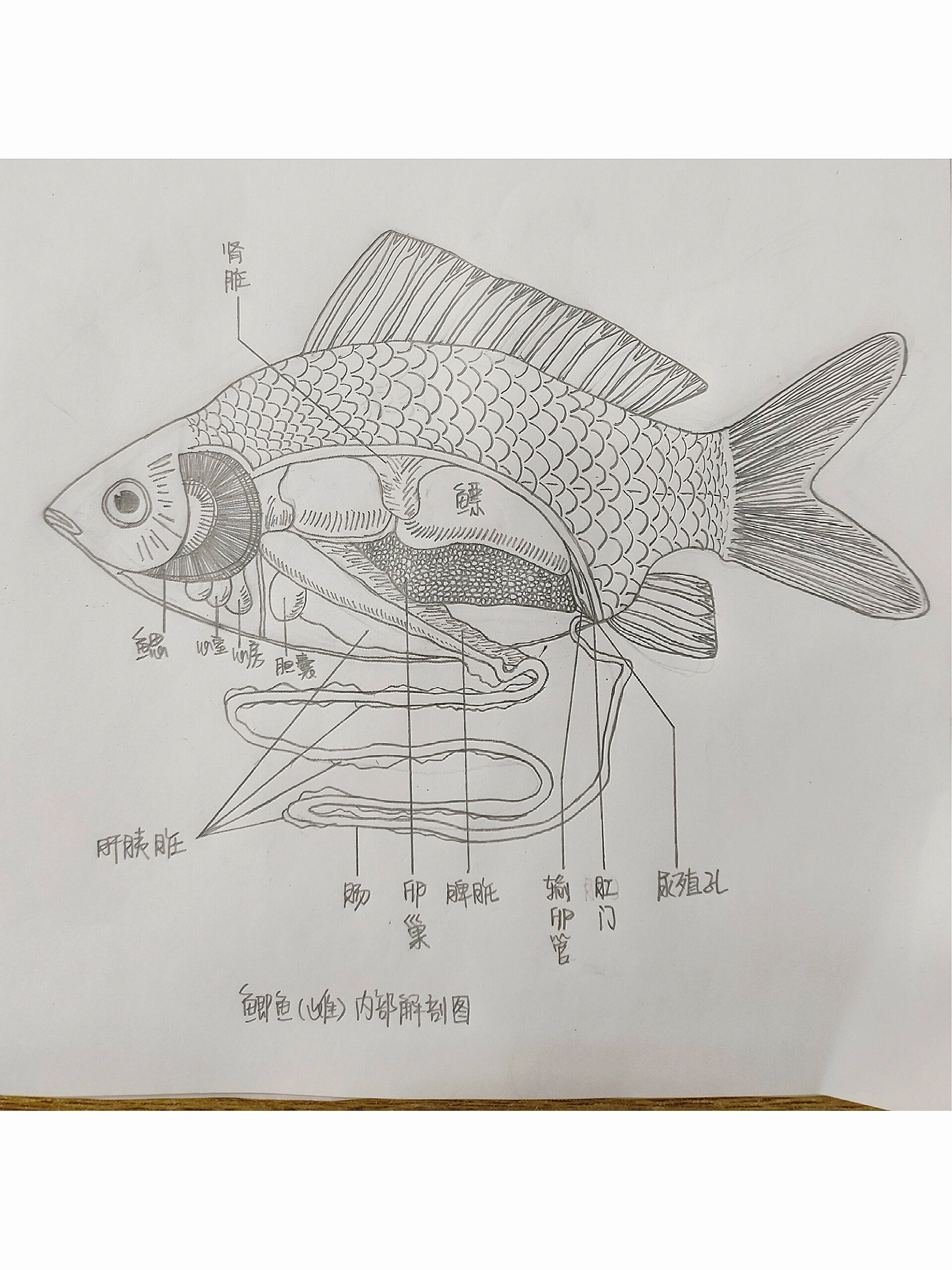 鲫鱼的解剖图图片