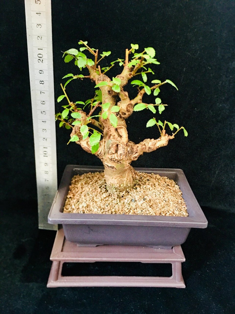 小叶榔榆盆景 红芽小叶榔榆,遇到合适的温度,新叶会发红养了十多年了