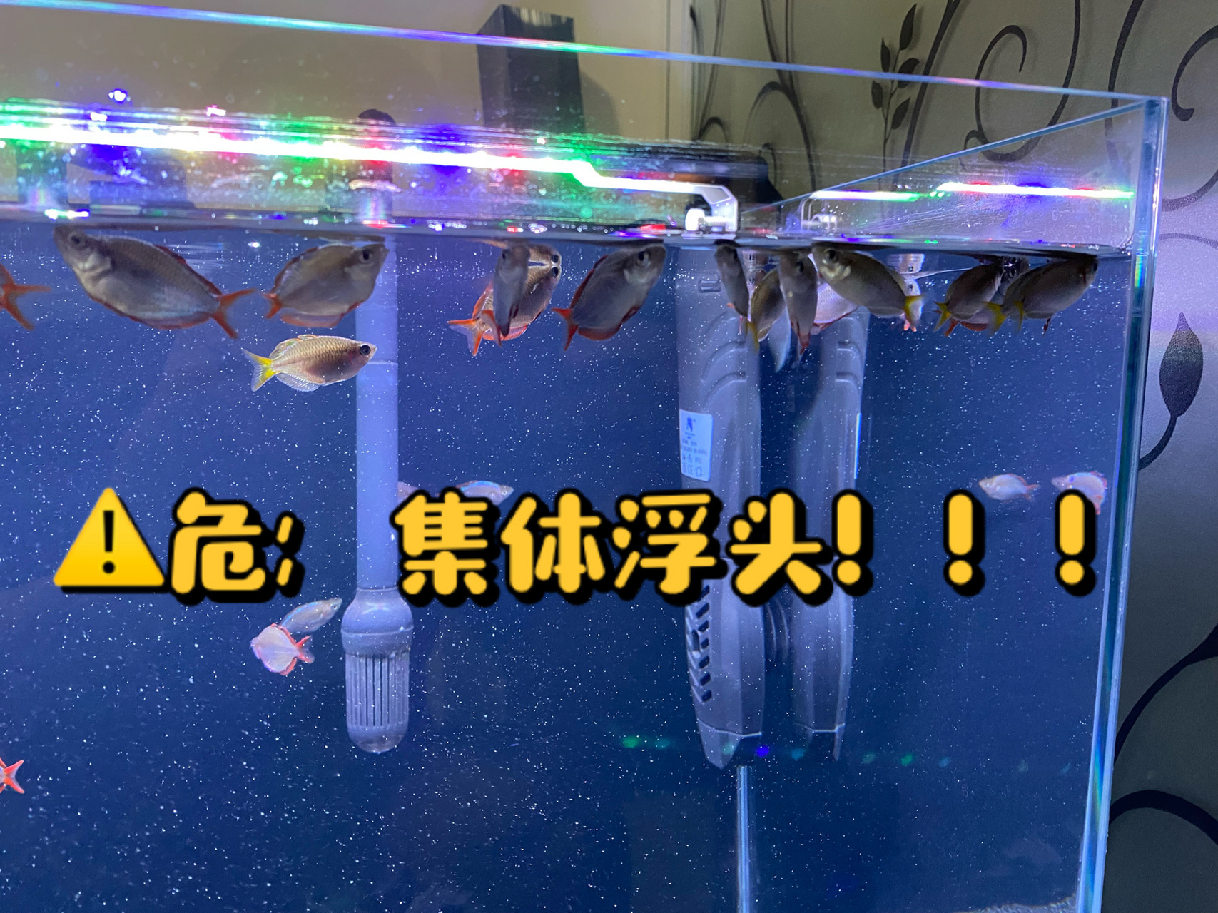 吃完饭回家,发现鱼集体浮头!心急万分,百度找解决办法.