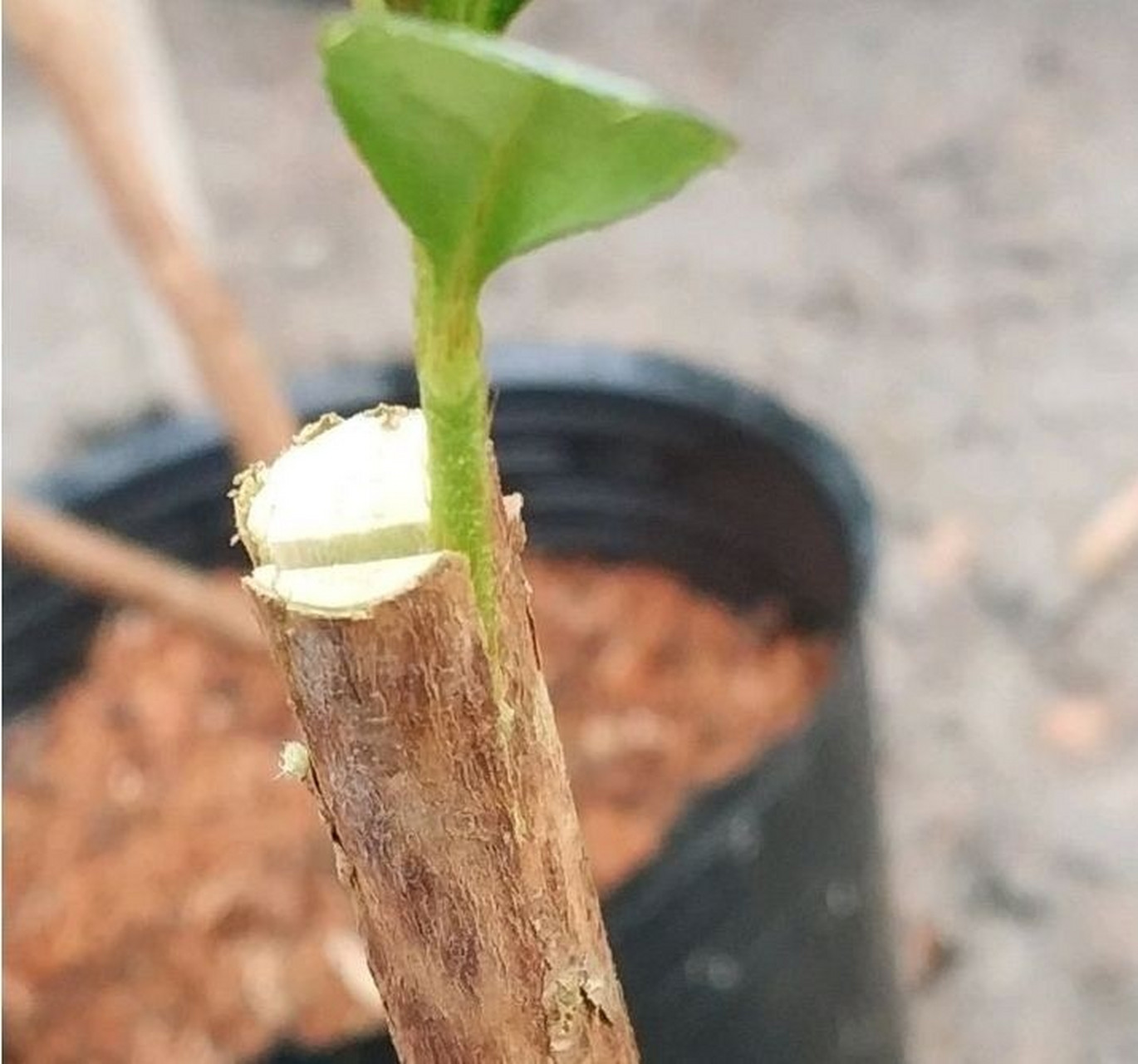 杜鹃花嫁接方法分享,仅供大家参考学习 图1,选砧木修平接口; 图2,正劈