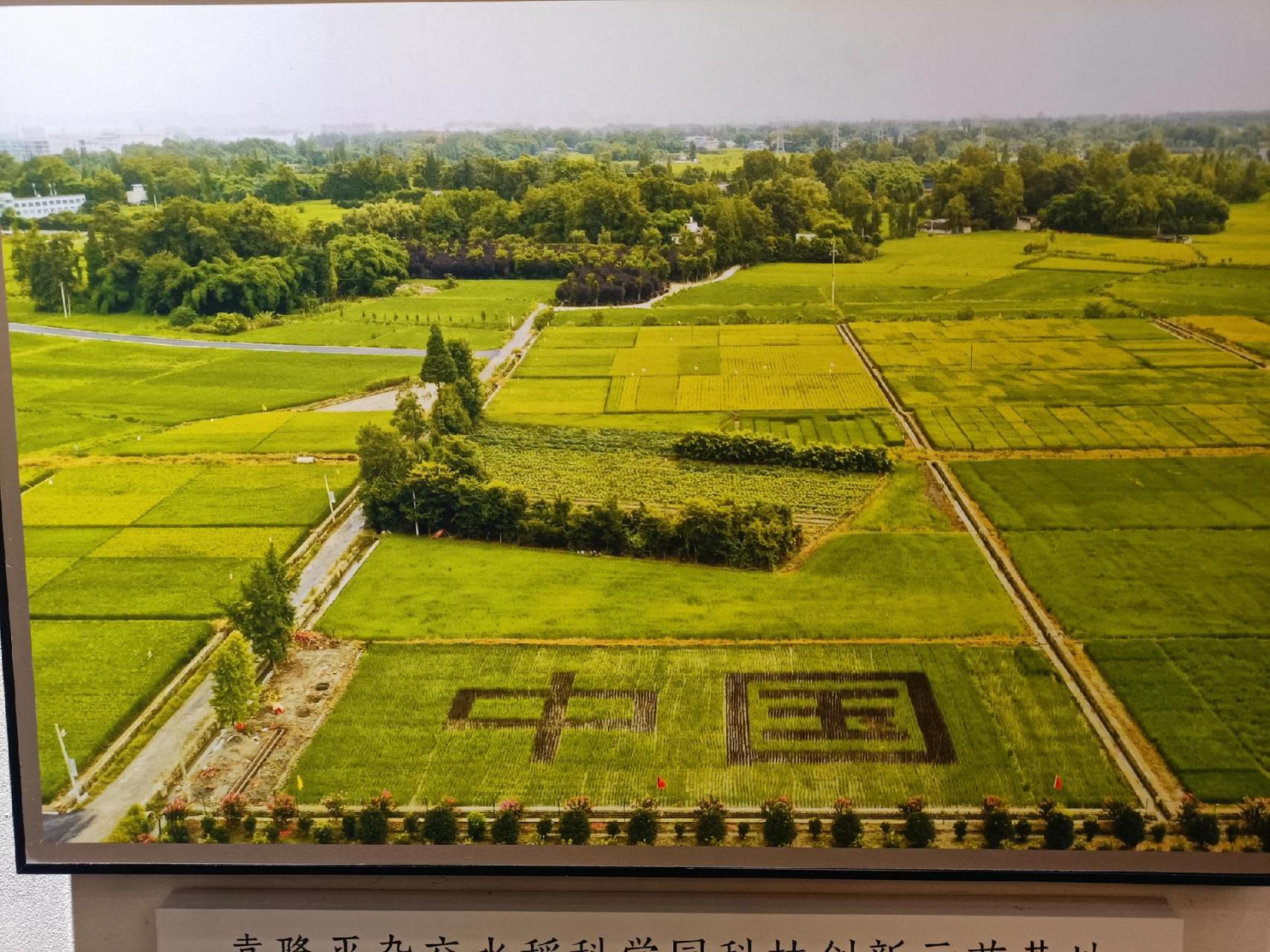 天泰优808水稻种,产量高,米好吃,抗病力强