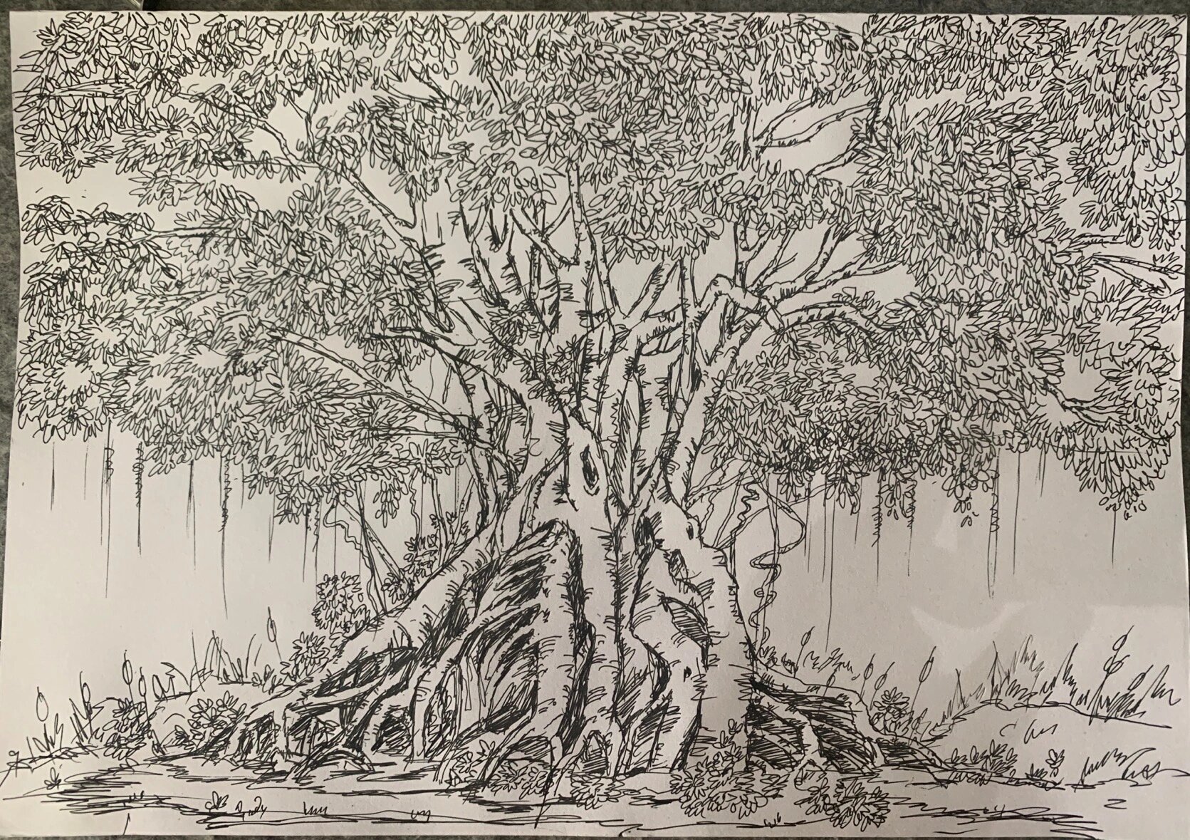 第一次画大榕树,貌似自己看了还不是很满意!