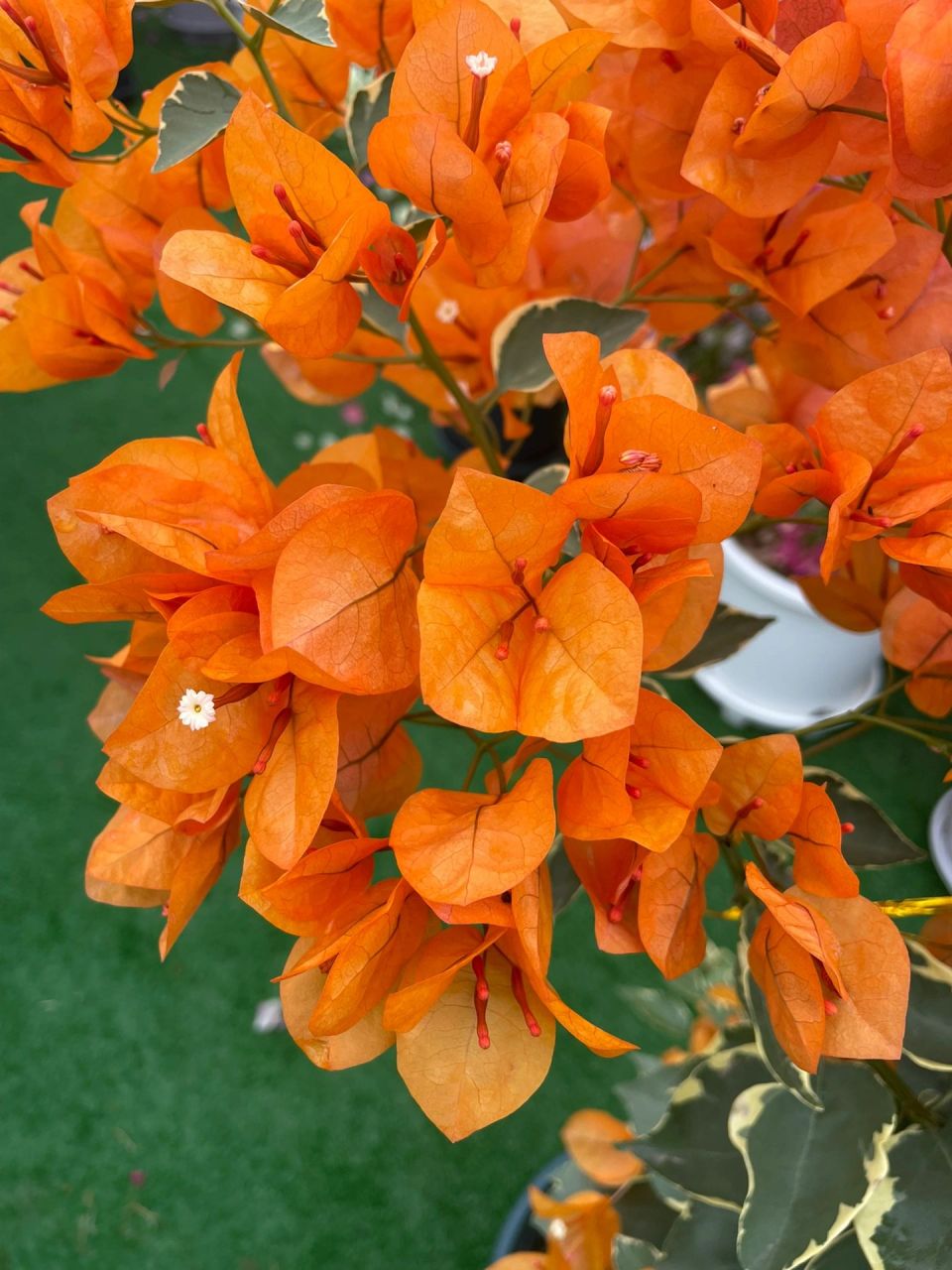 橙色条纹/小斑叶橙黄三角梅 冬季的它,开出如此热烈的颜色,爱了!