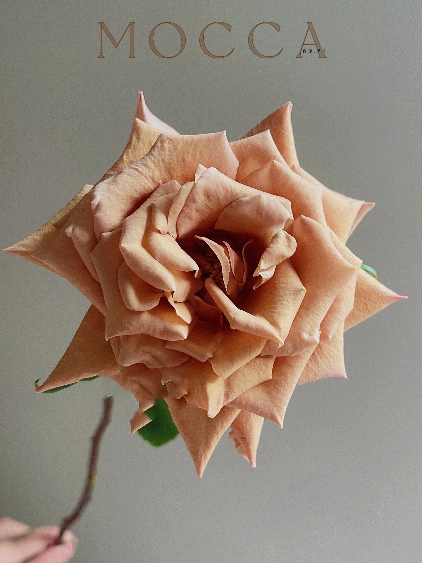 『玫瑰·摩卡(佰盛美)』 复古色玫瑰摩卡～对新手很友好的一款玫瑰噢