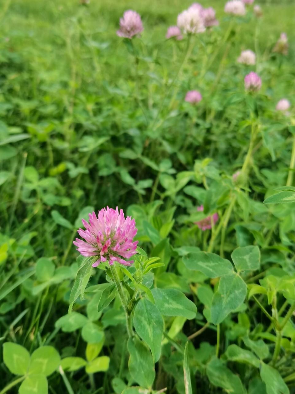 红车轴草(三叶草)