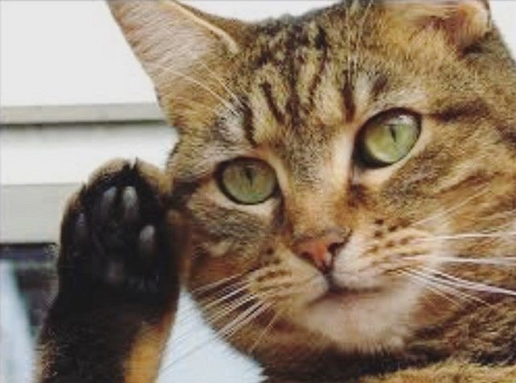 猫咪敬礼   #潮级玩家##2020东京奥运会