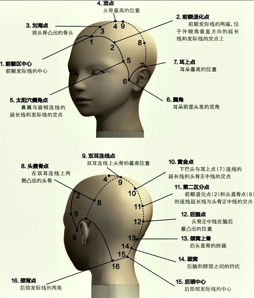 美发基础点线面 美发头部点位