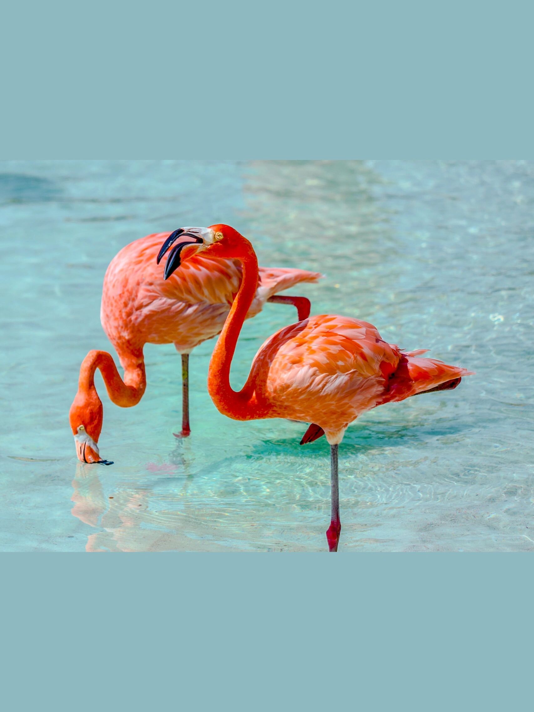 【免费商用绘画素材】动物篇 | 火烈鸟 7315今日分享:鸟类素材.