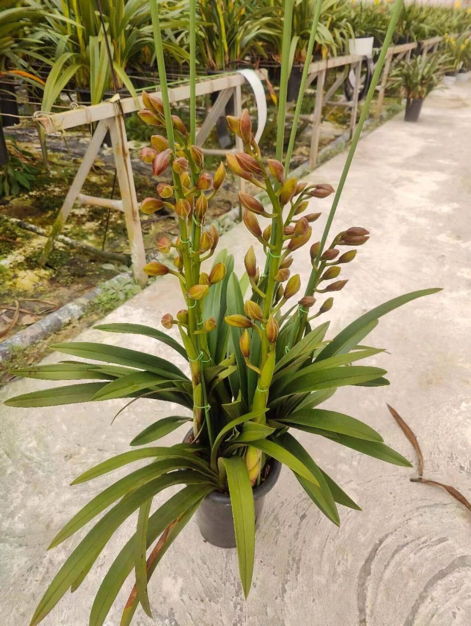 桌面金光‖大花蕙兰94 桌面金光 10装 5支49元 6-10支65元 #年度好