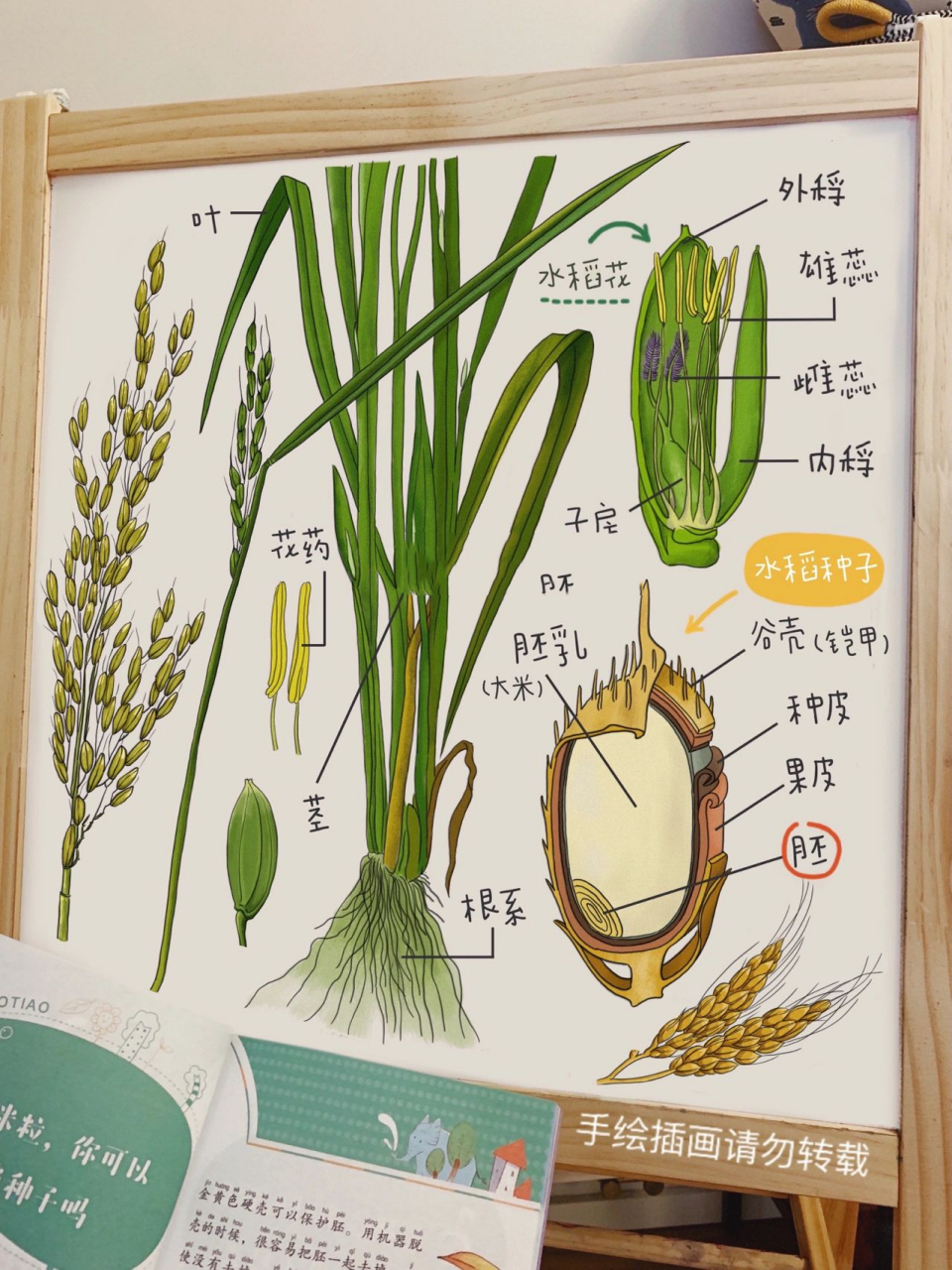 小澈麻麻手绘科普——水稻种子原来你这么复 2021 年 5 月 22 日