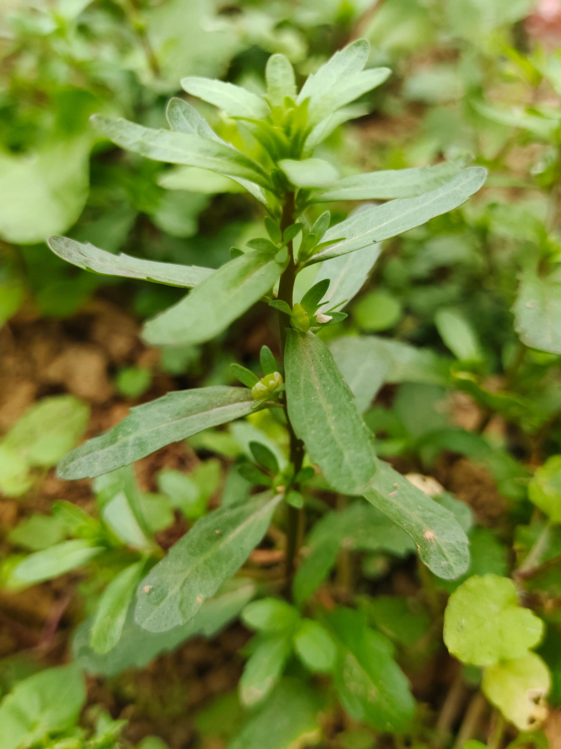 [215]每天认识一种植物—蚊母草 91学名:veronica peregrina l 91