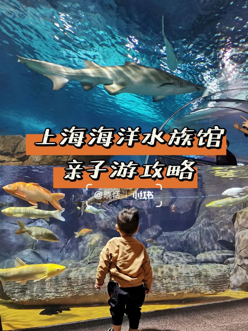 4/100上海亲子游丨上海海洋水族馆&外滩攻略 91晓恬的100个亲子游