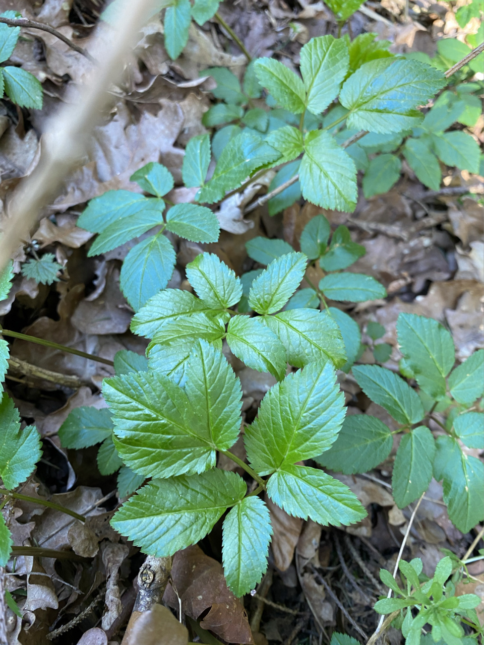 大山里的野芹菜 老山芹或者野芹菜就是它了,有欧芹和香菜的味道.