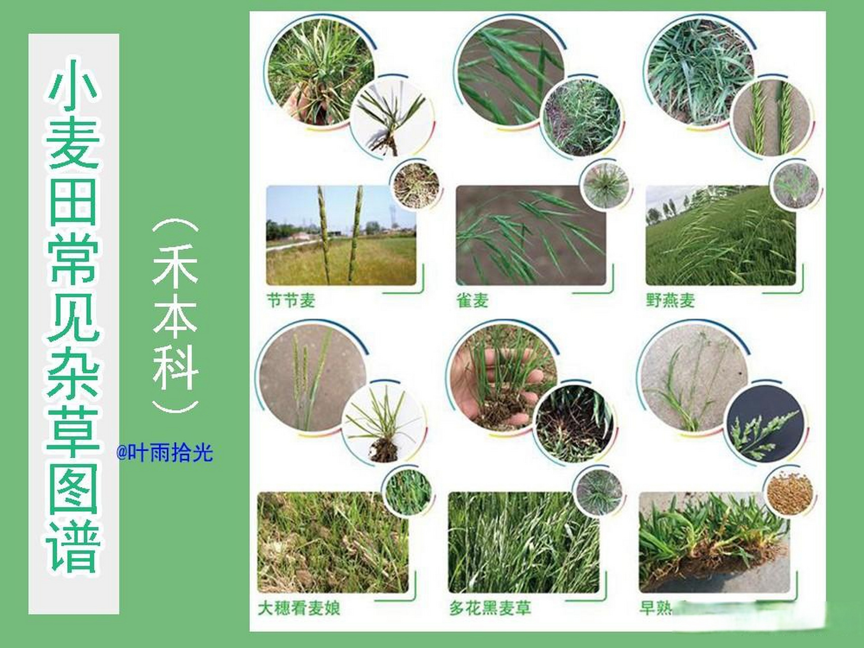 小麦田常见杂草图谱