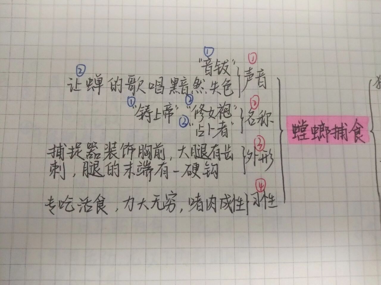 螳螂的思维导图怎么画图片