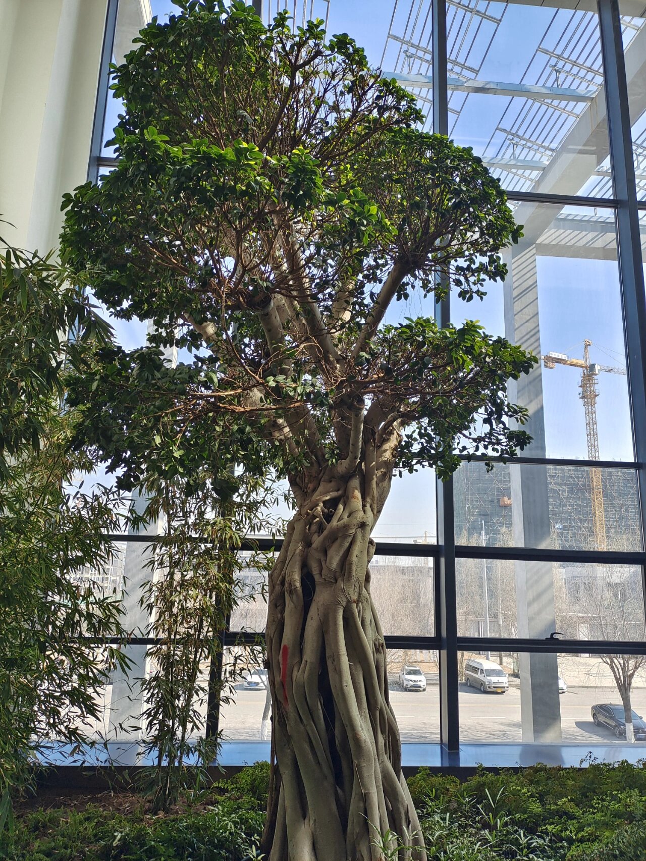 叶薄革质,狭椭圆形,表面深绿色,有光泽,全缘.榕果成对腋生或生于已