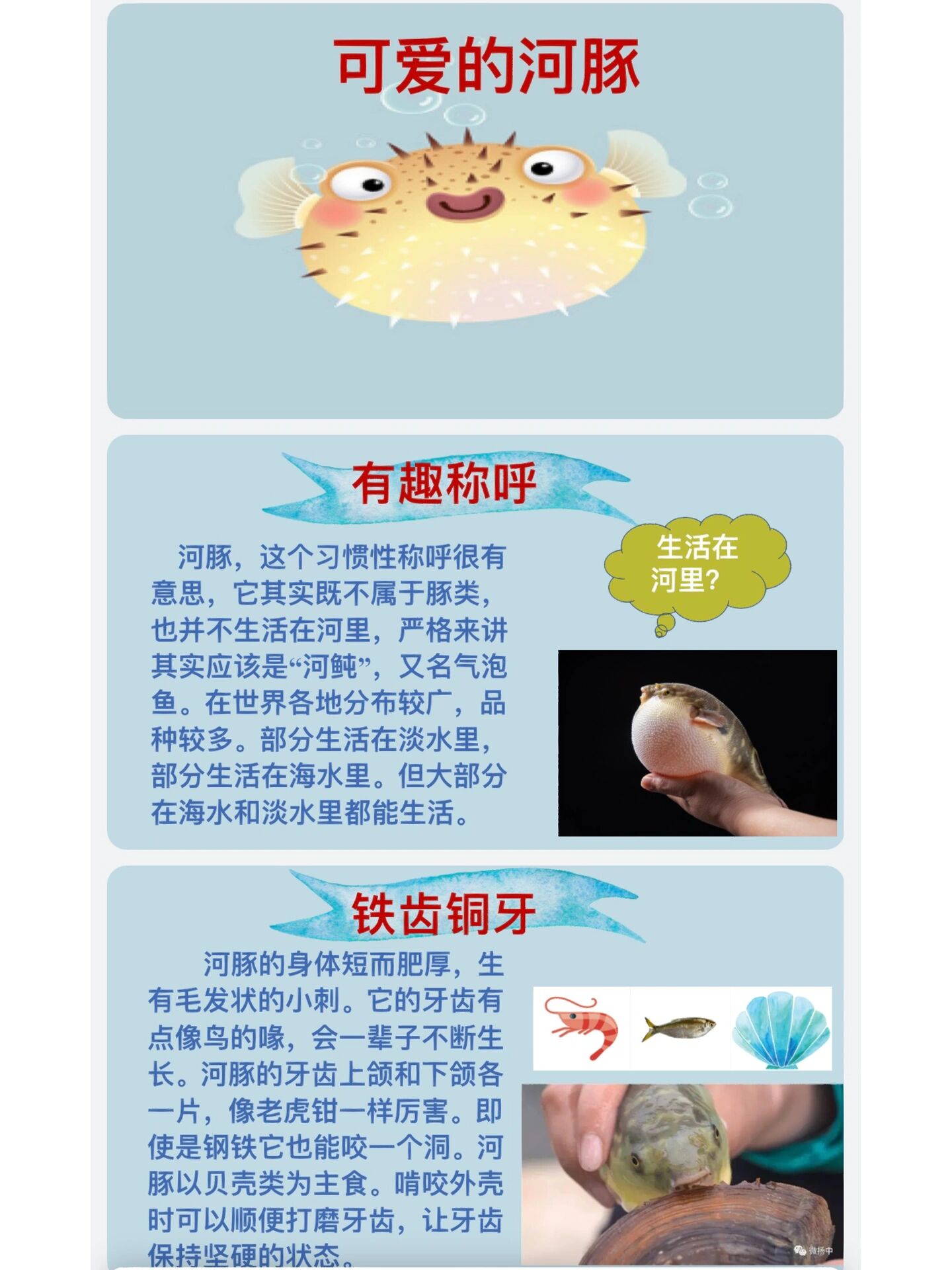 小学生语文课堂演讲 有趣的动物(粉丝福利)