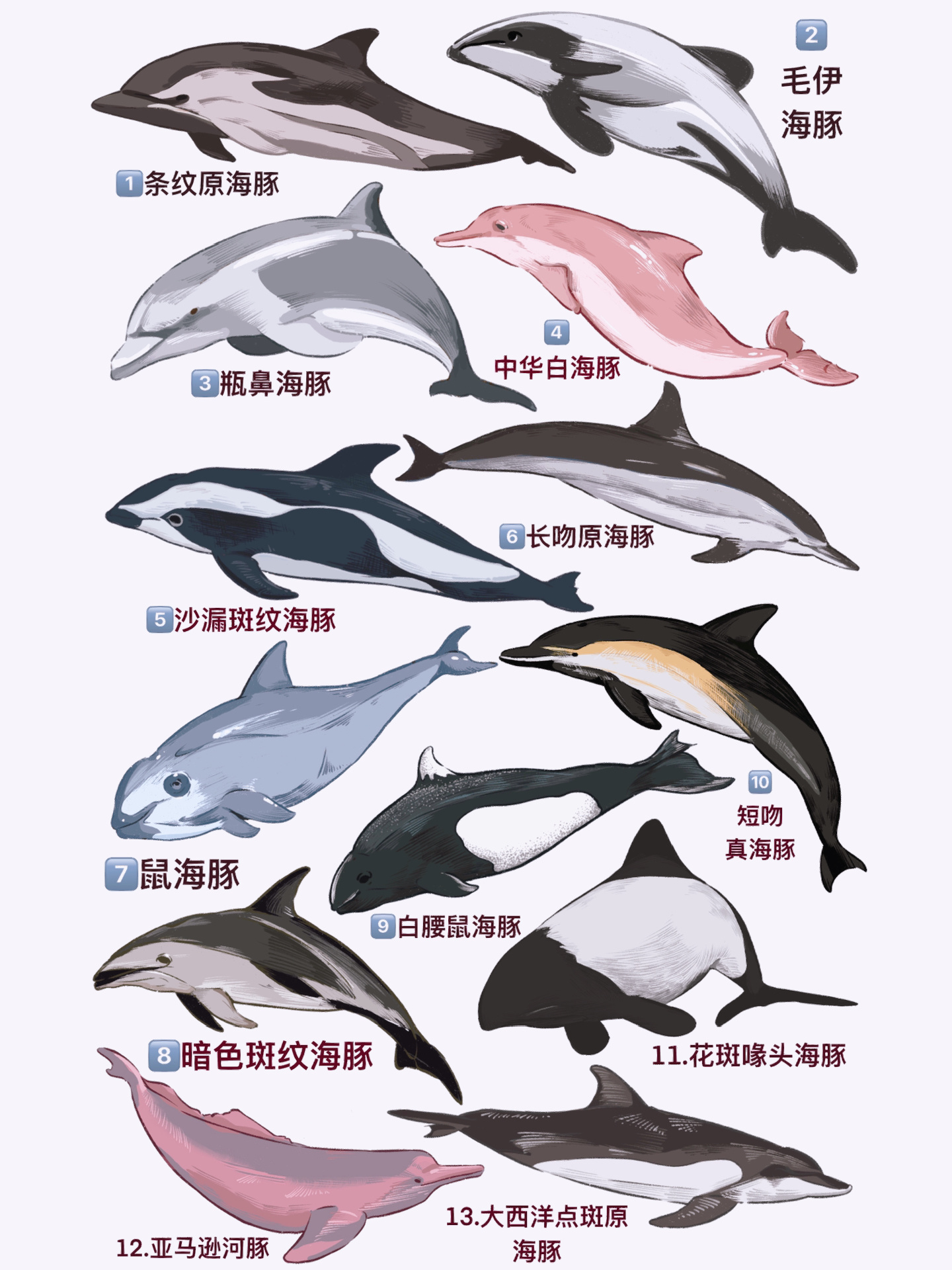 procreate手绘海豚种类科普合集