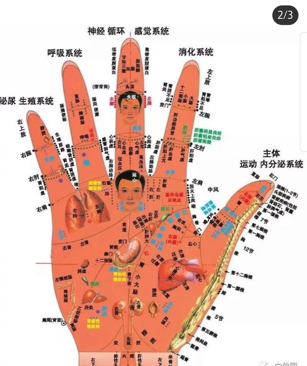 手诊入门口诀(重要),建议收藏 1 母指为头食指肝, 中指为心环指肾