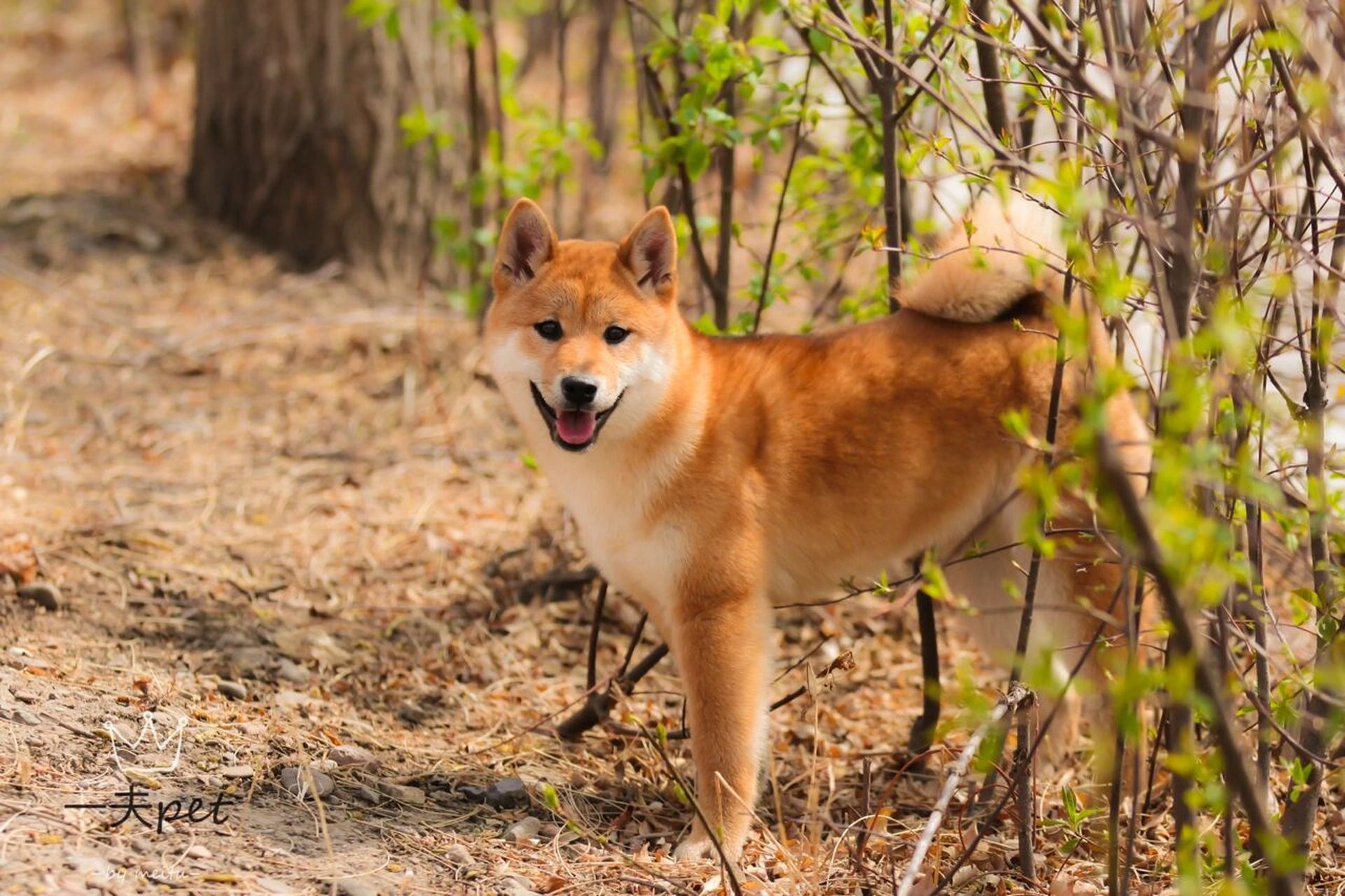 柴犬 中型犬,成年体重10-15kg,最古老的犬种,它性格活泼好动,又是