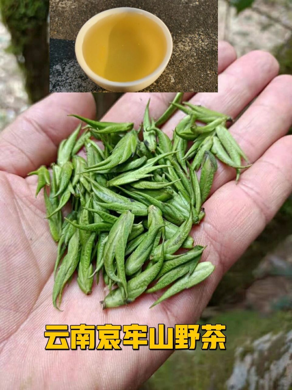 云南哀牢山野茶,一年中芽最小的茶 这是云南哀牢山森林里采来的野茶