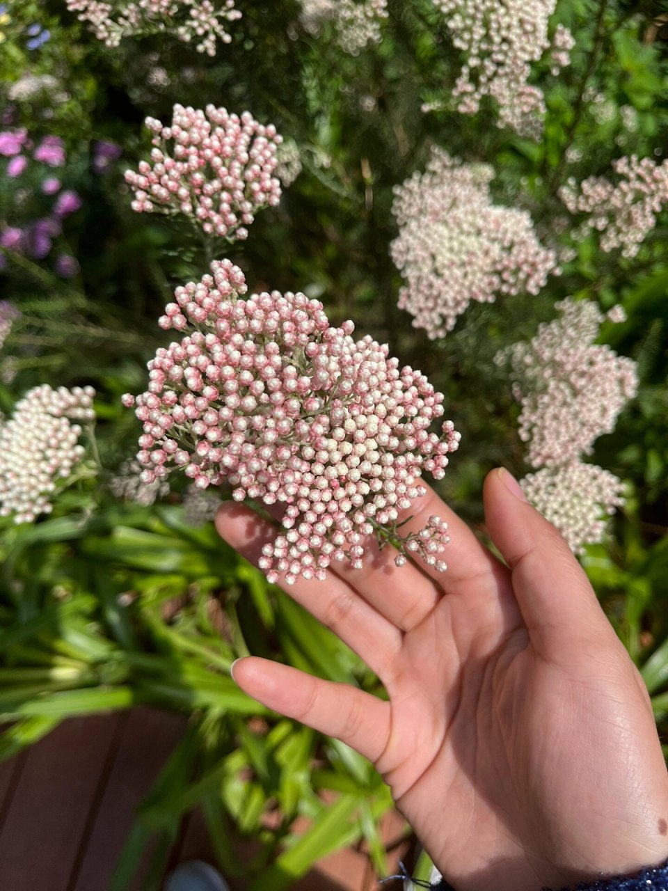 澳洲米花的花语图片