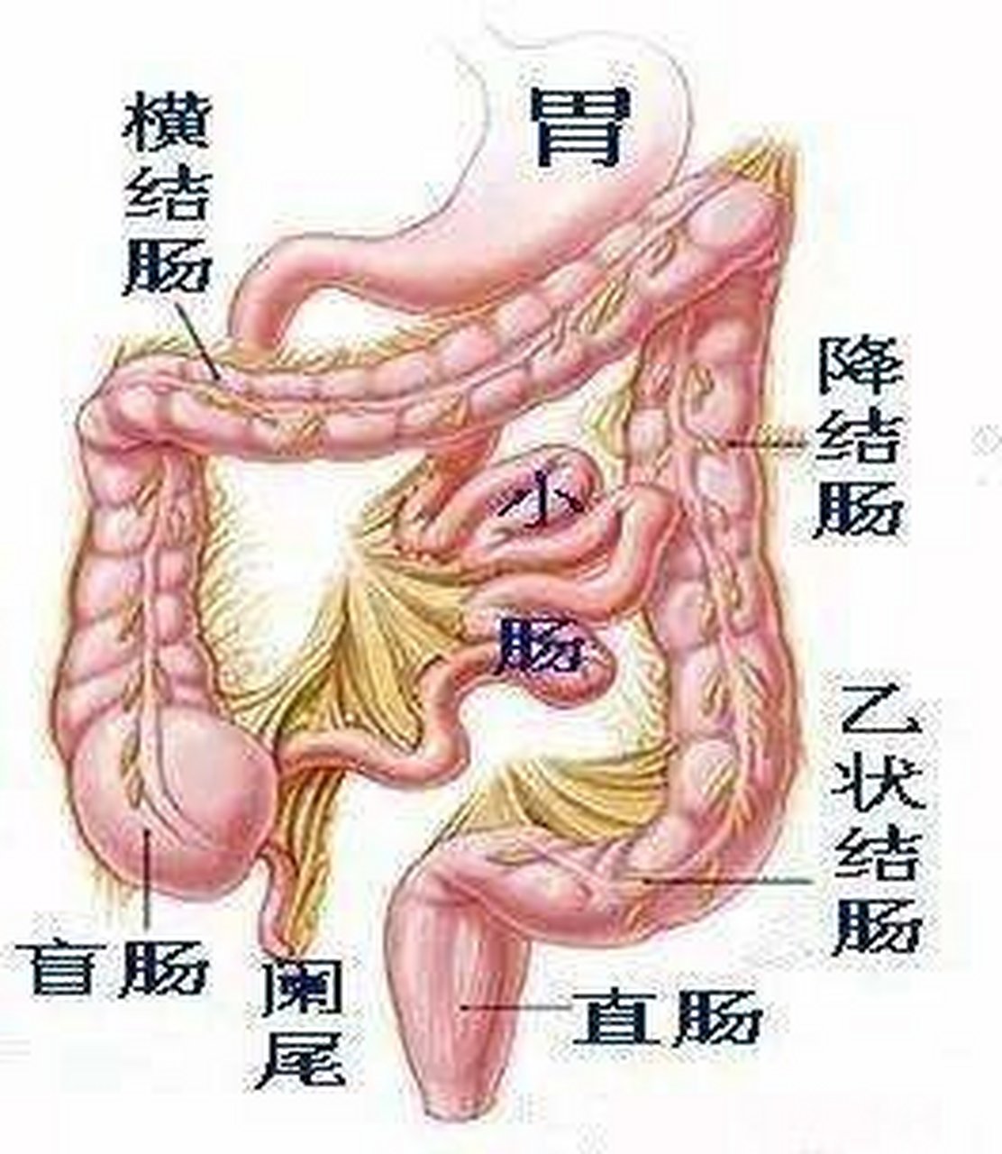 女生肚子结构图片图片