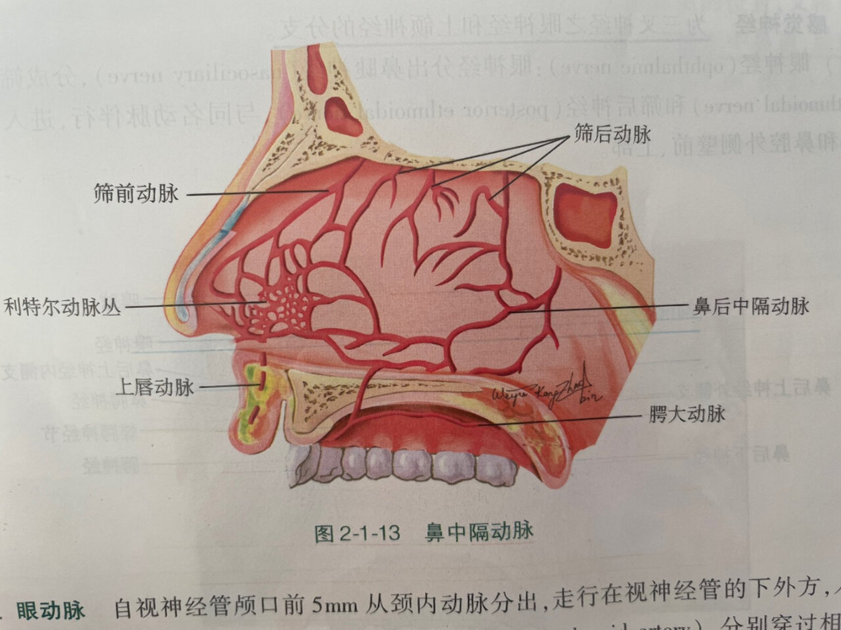颈外———上颌———蝶腭(鼻后部) *利特尔动脉丛位于鼻中隔前下部