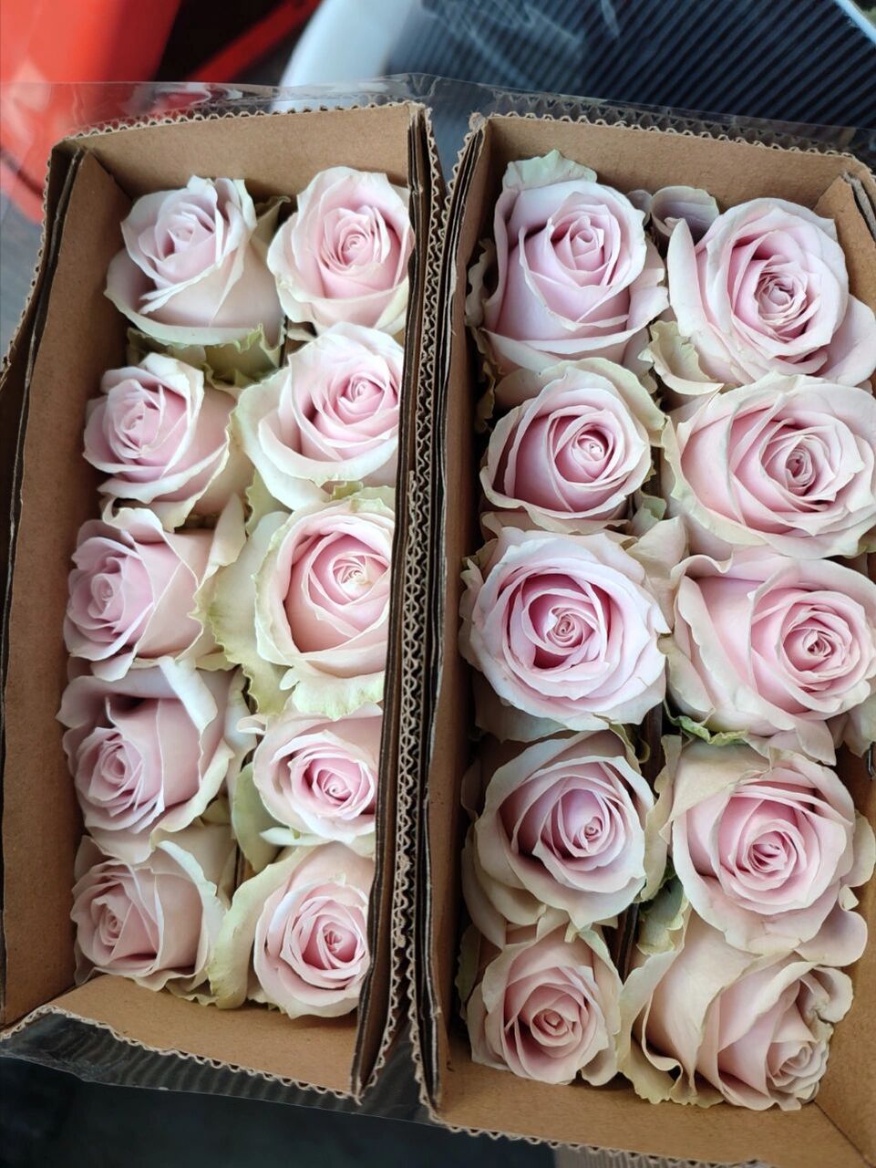 玫瑰品种 | 粉红雪山 在夏季很少见的大脑袋 而且还有开度.